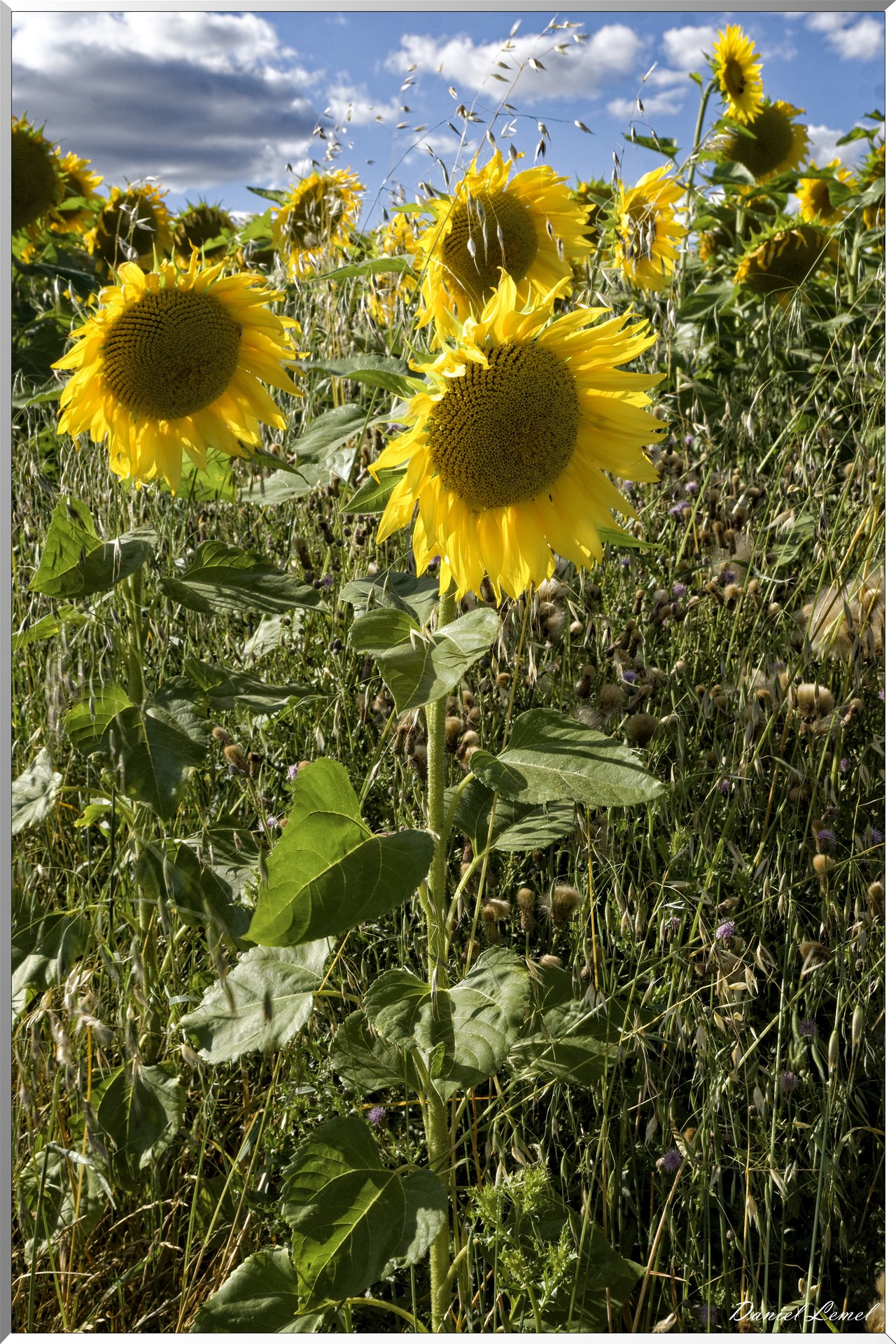 Champs de tournesols
