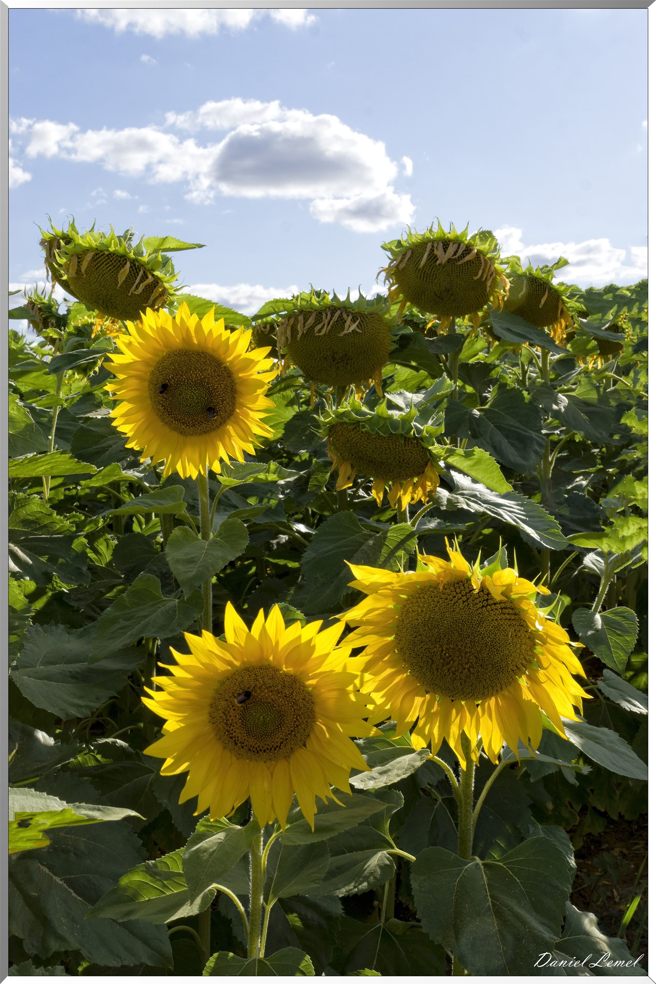 Champs de tournesols