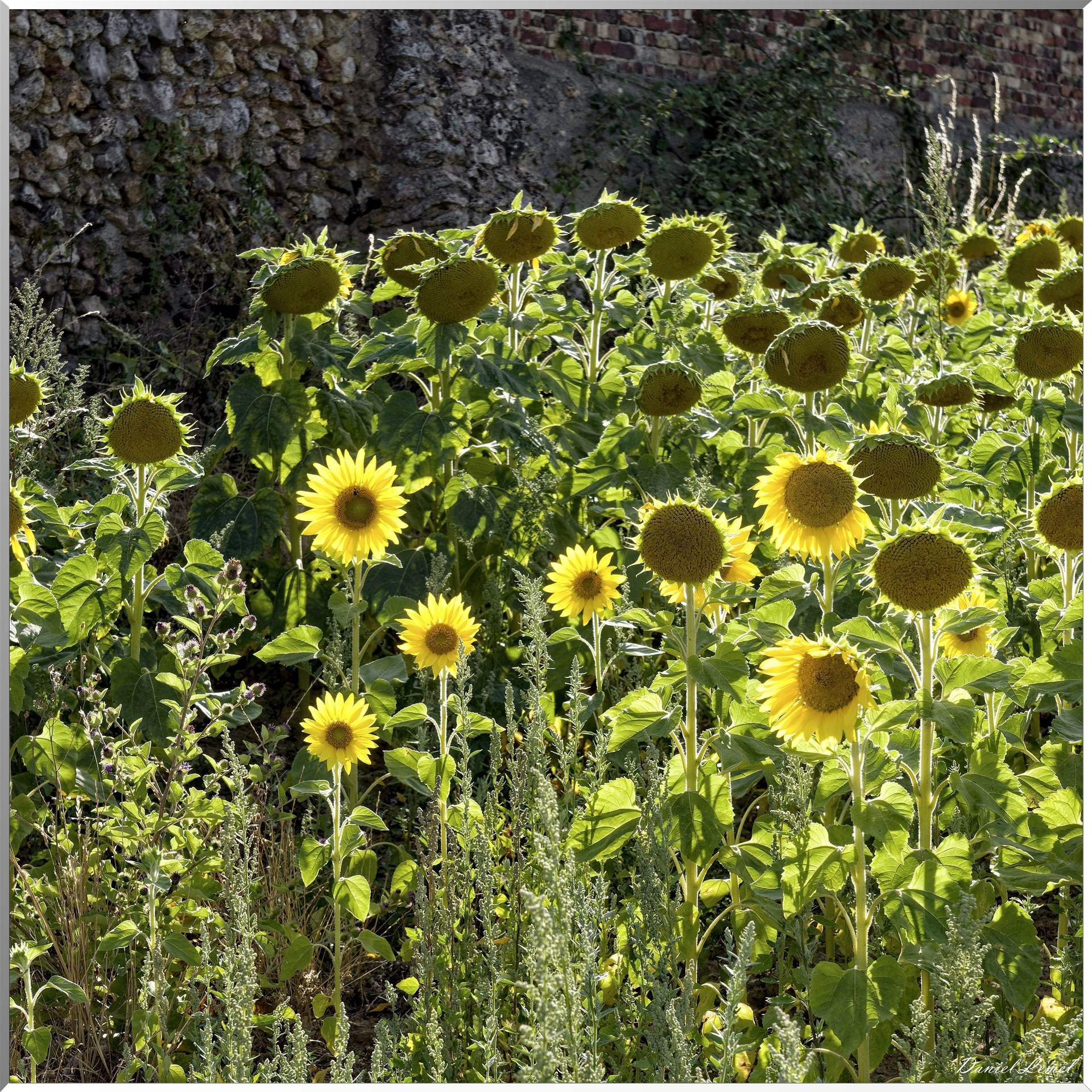 Champs de tournesols