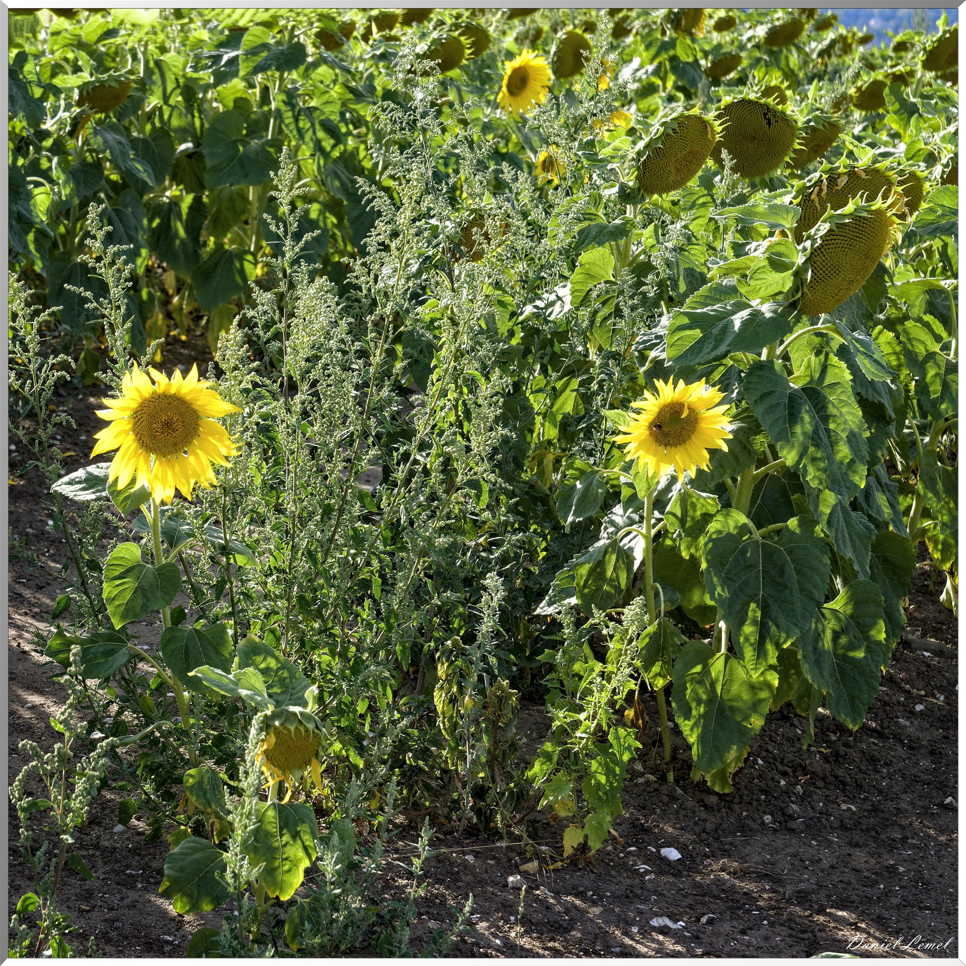 Champs de tournesols