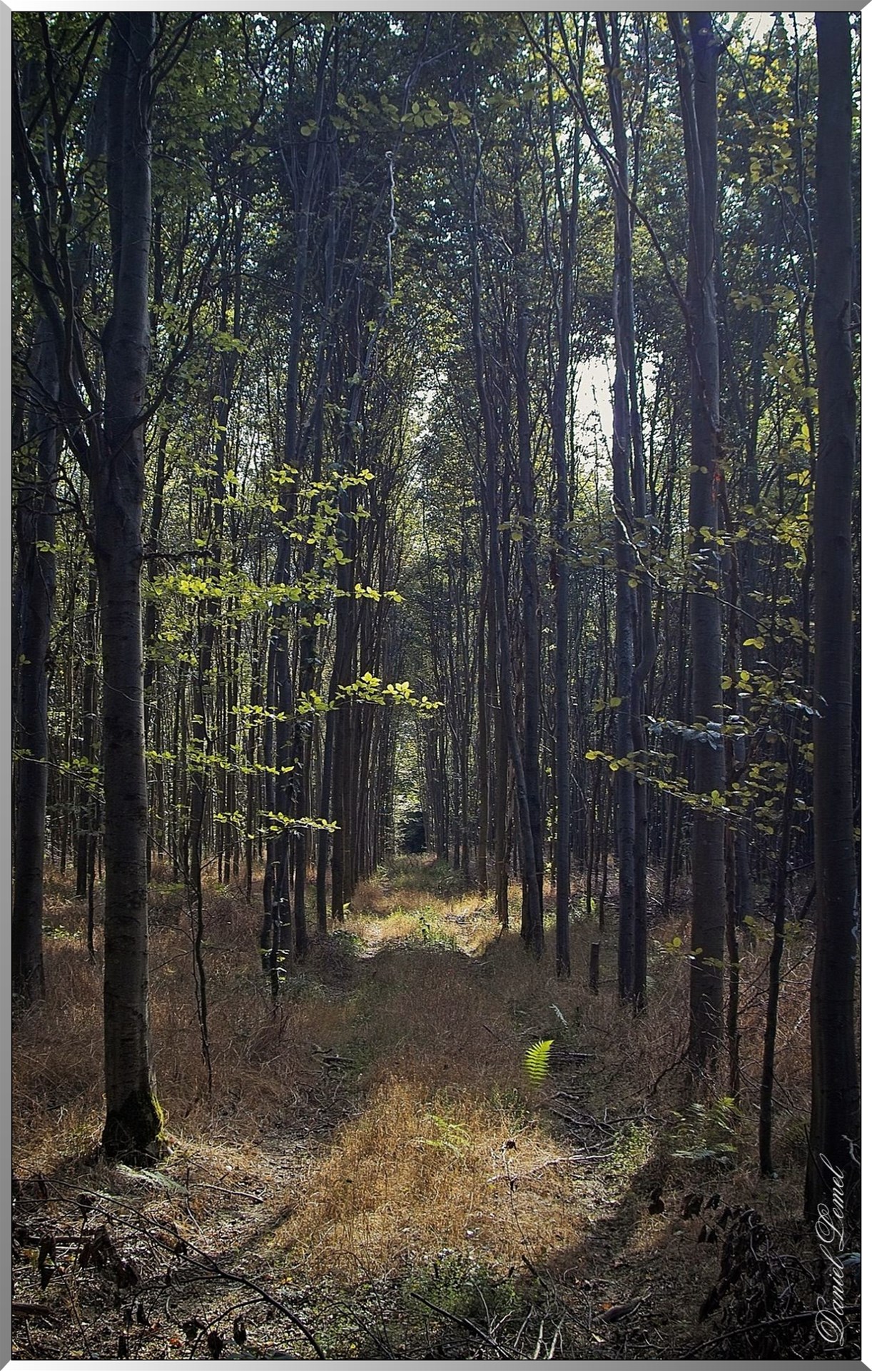 Forêt