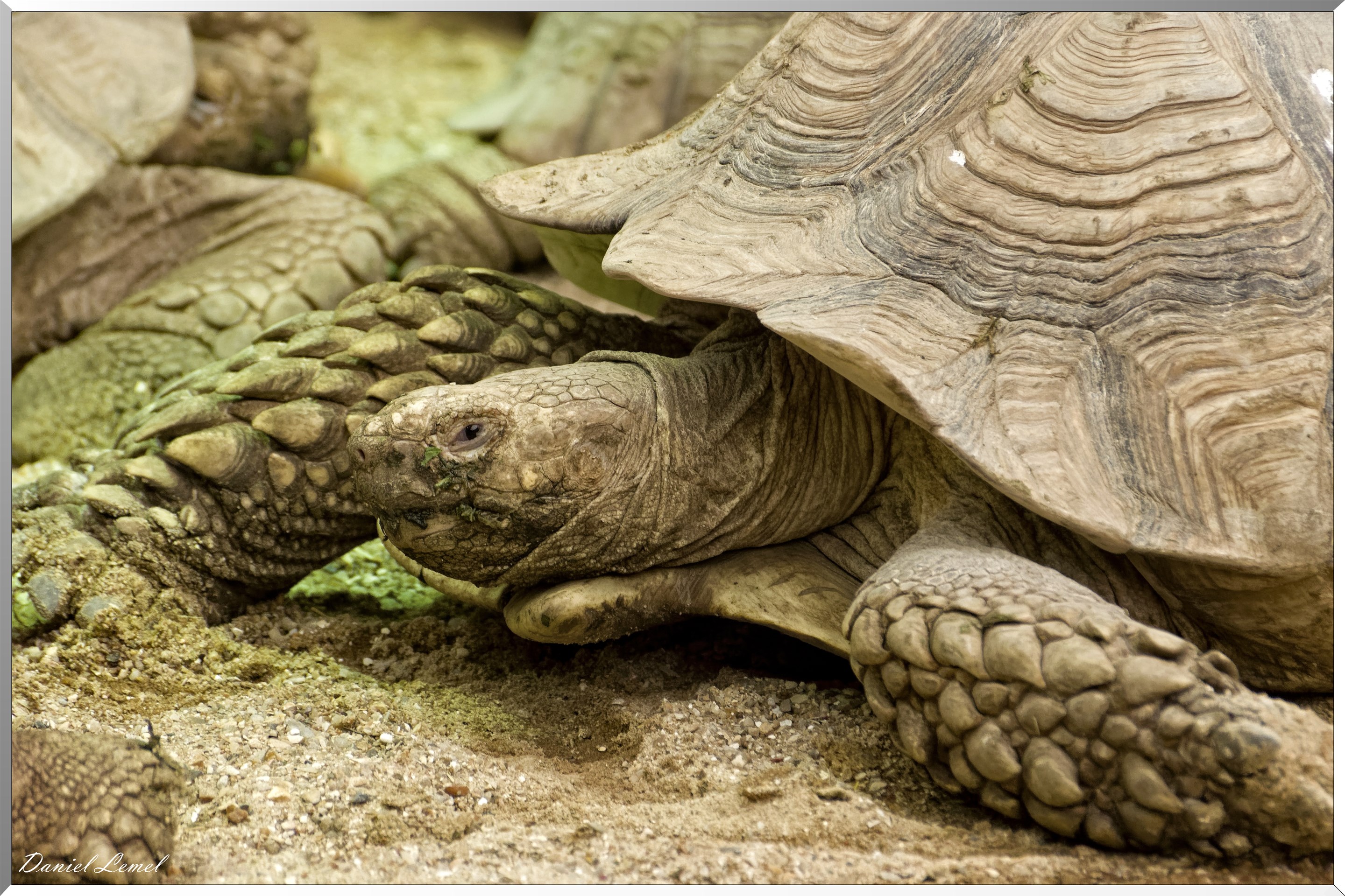 Tortue