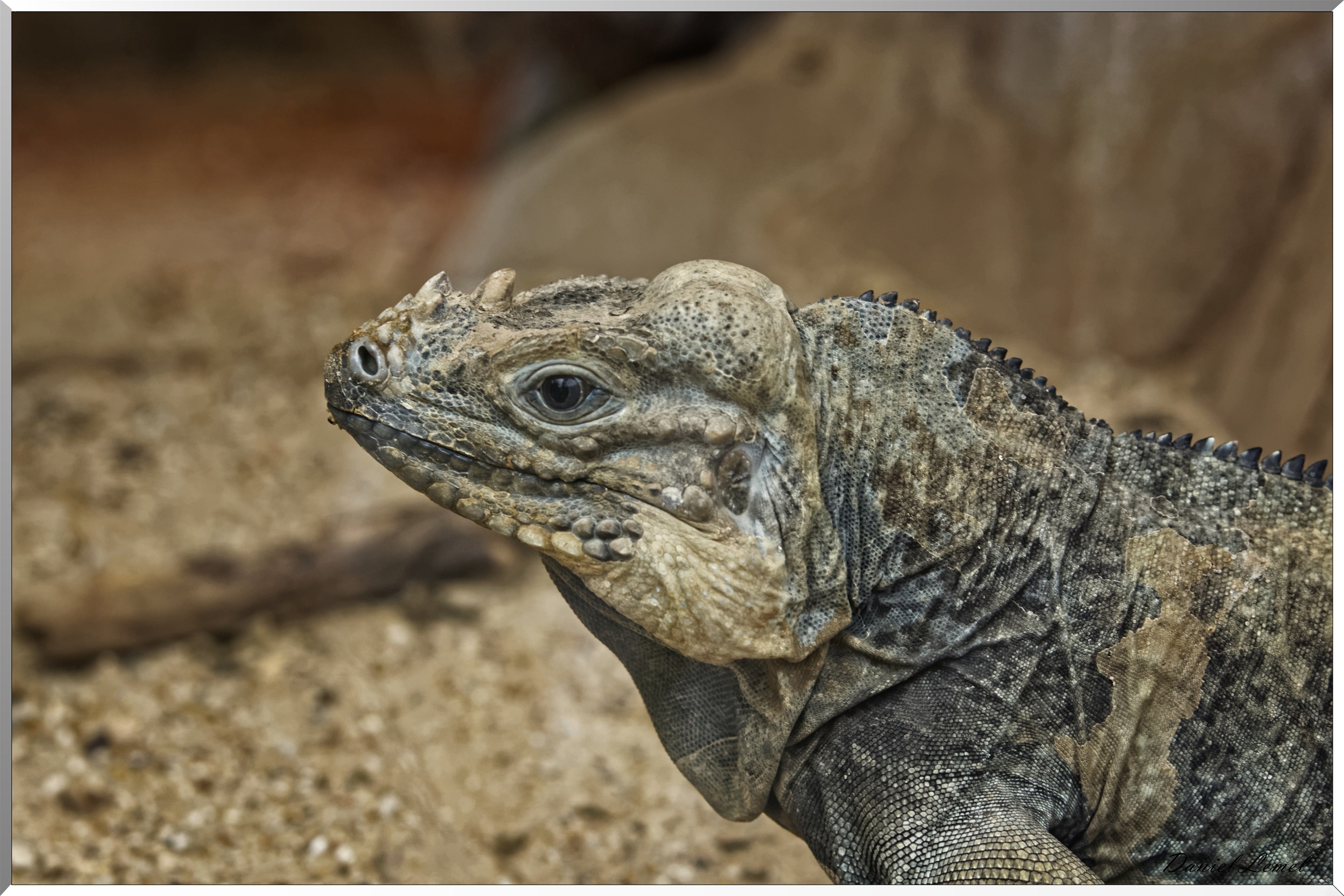 Iguane