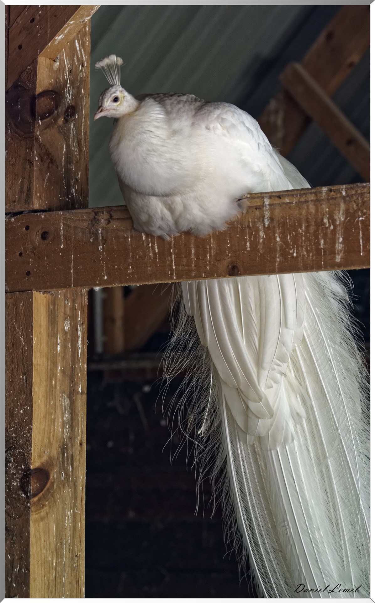 Paon blanc