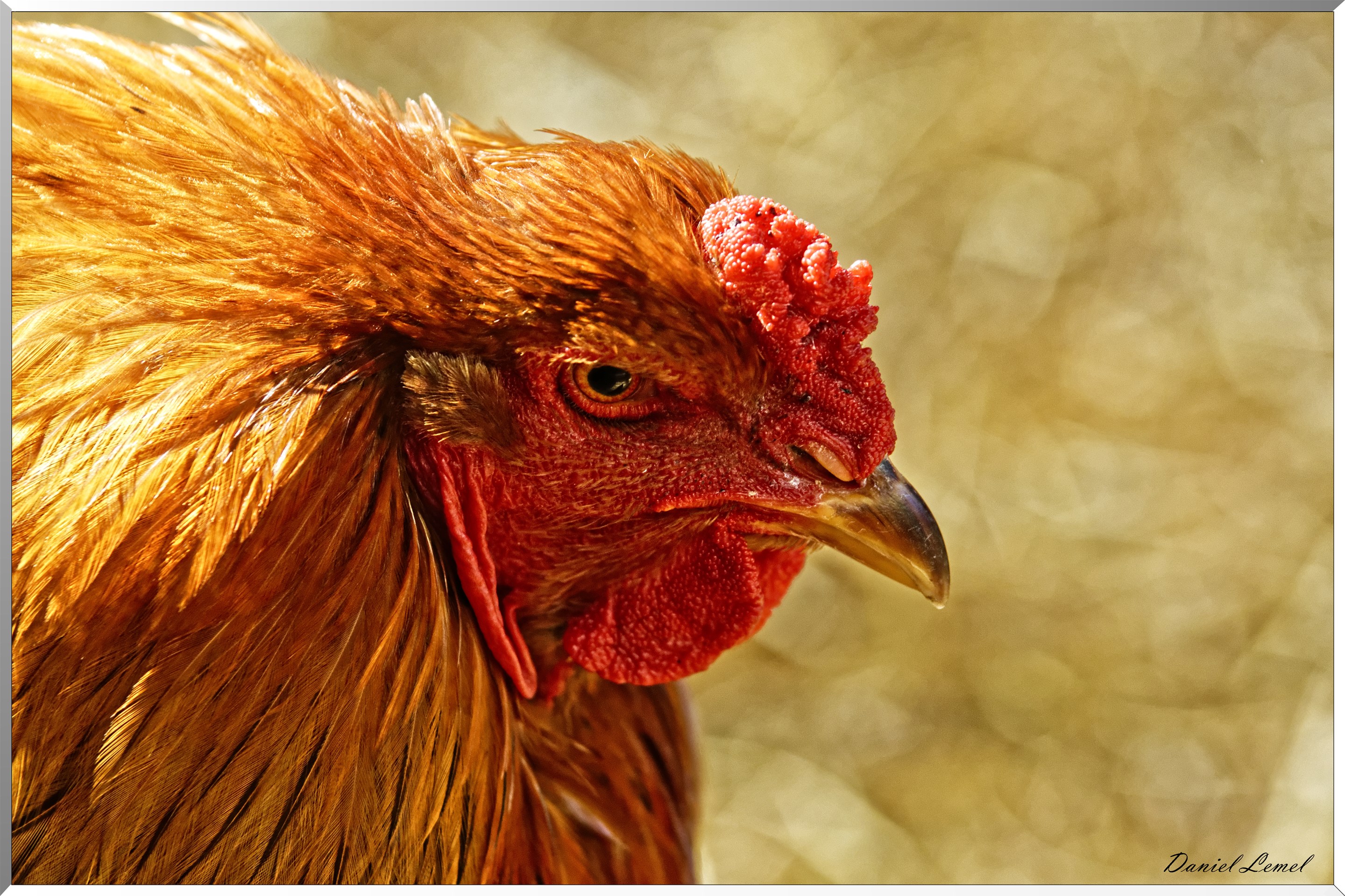 Coq