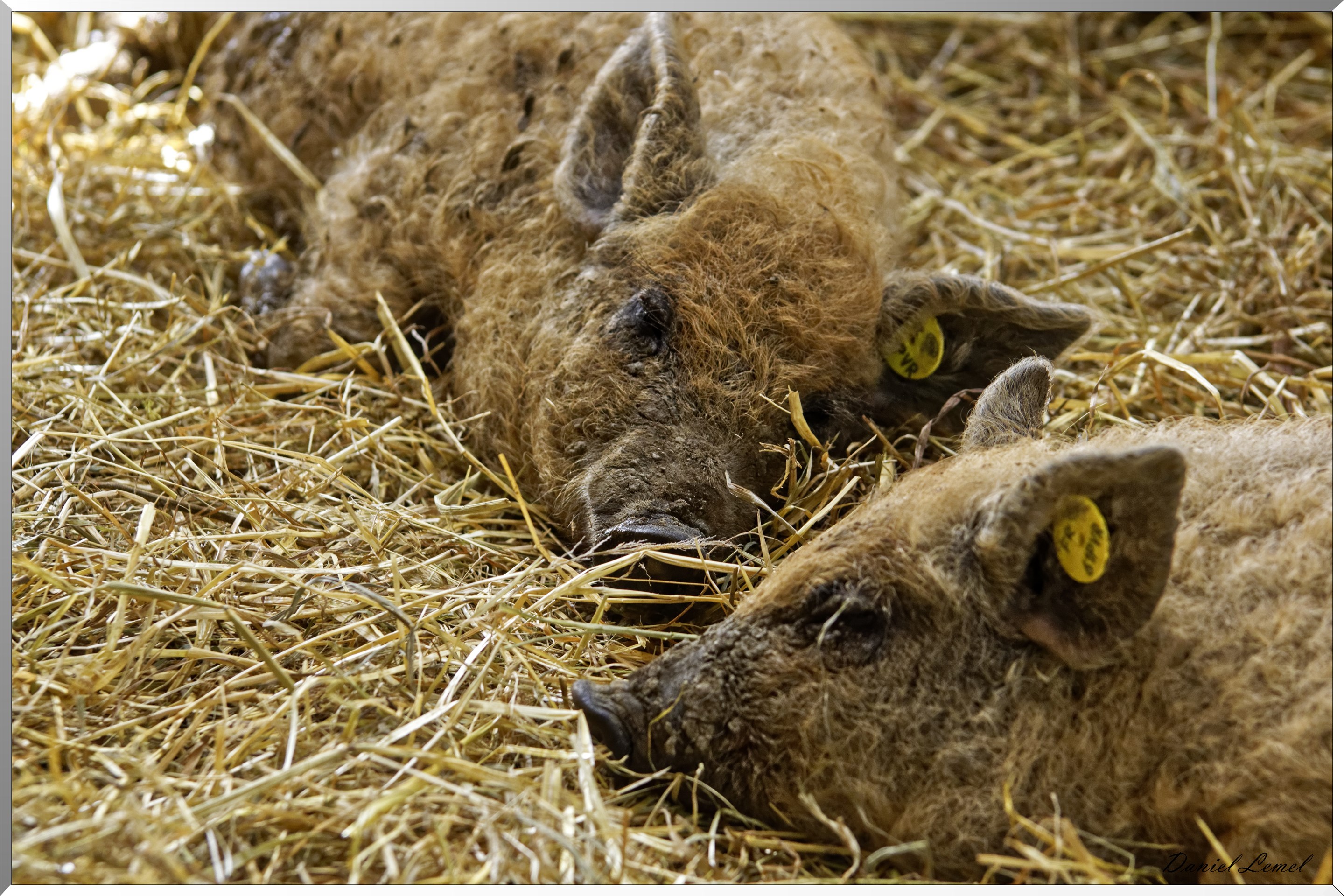 Cochons laineux
