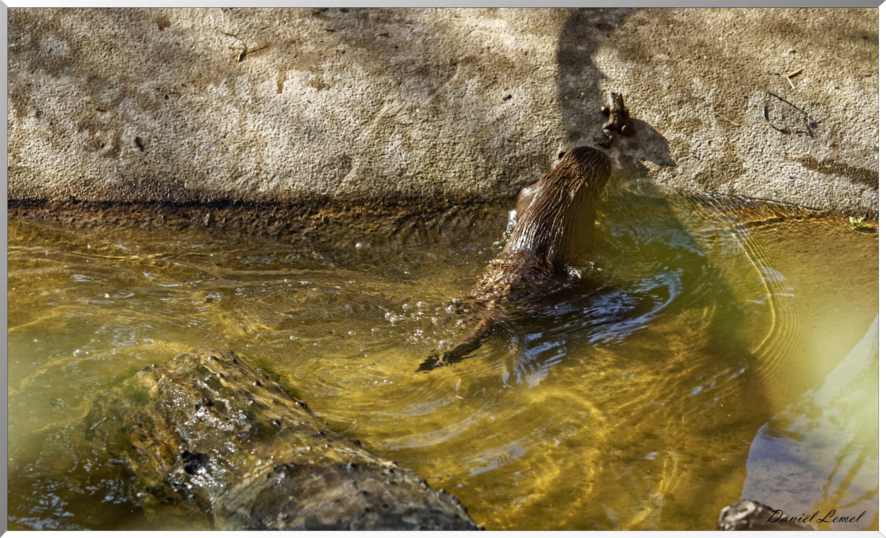 Loutre
