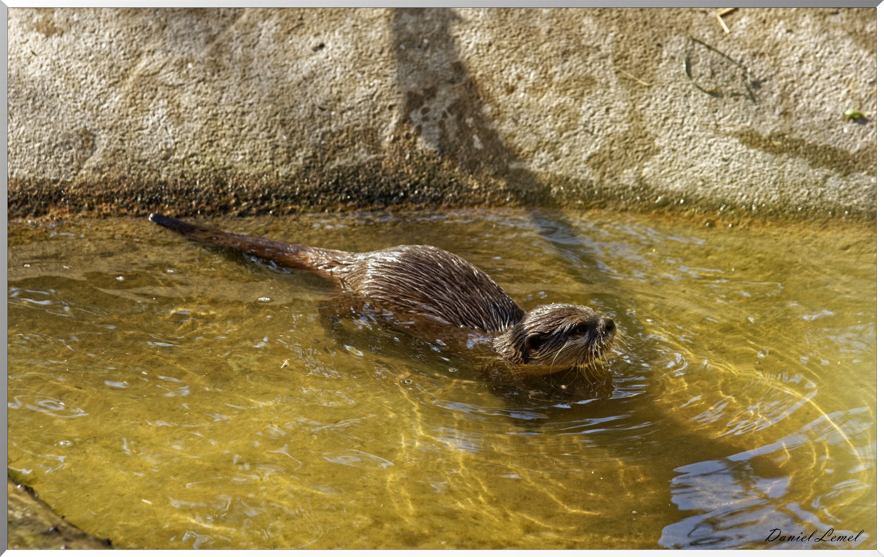 Loutre