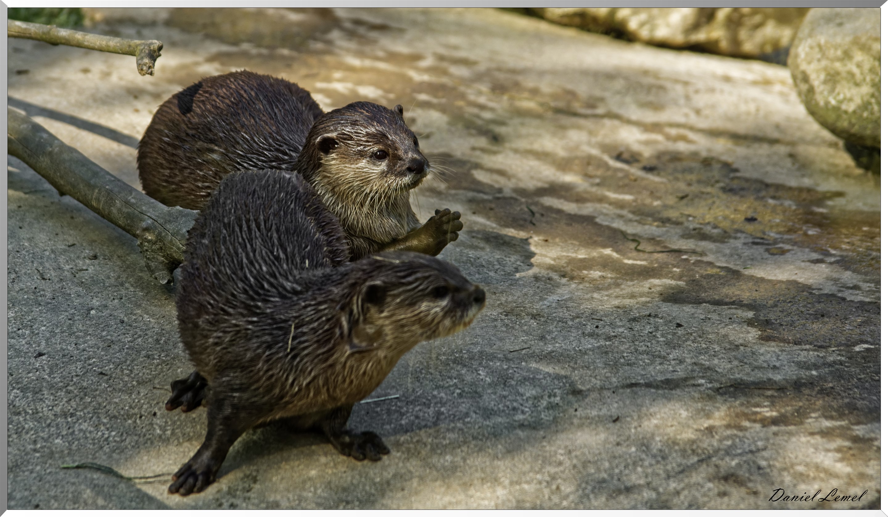 Loutre