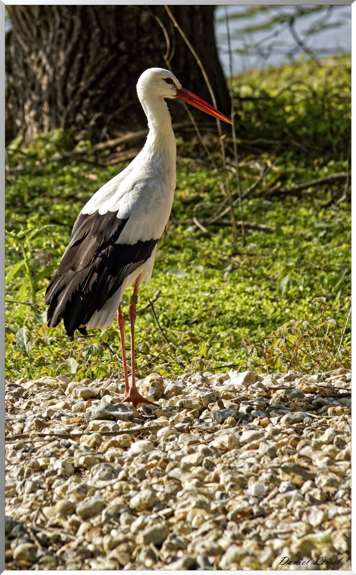 cigogne
