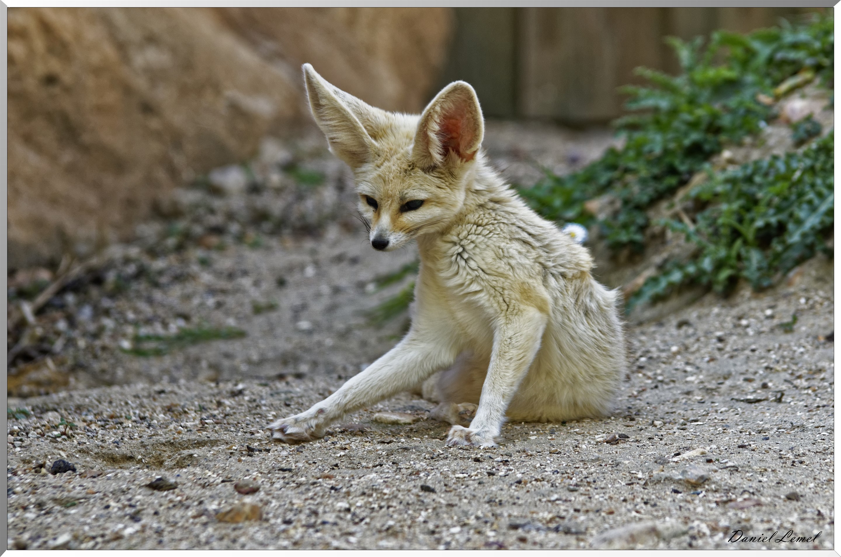 Fennec