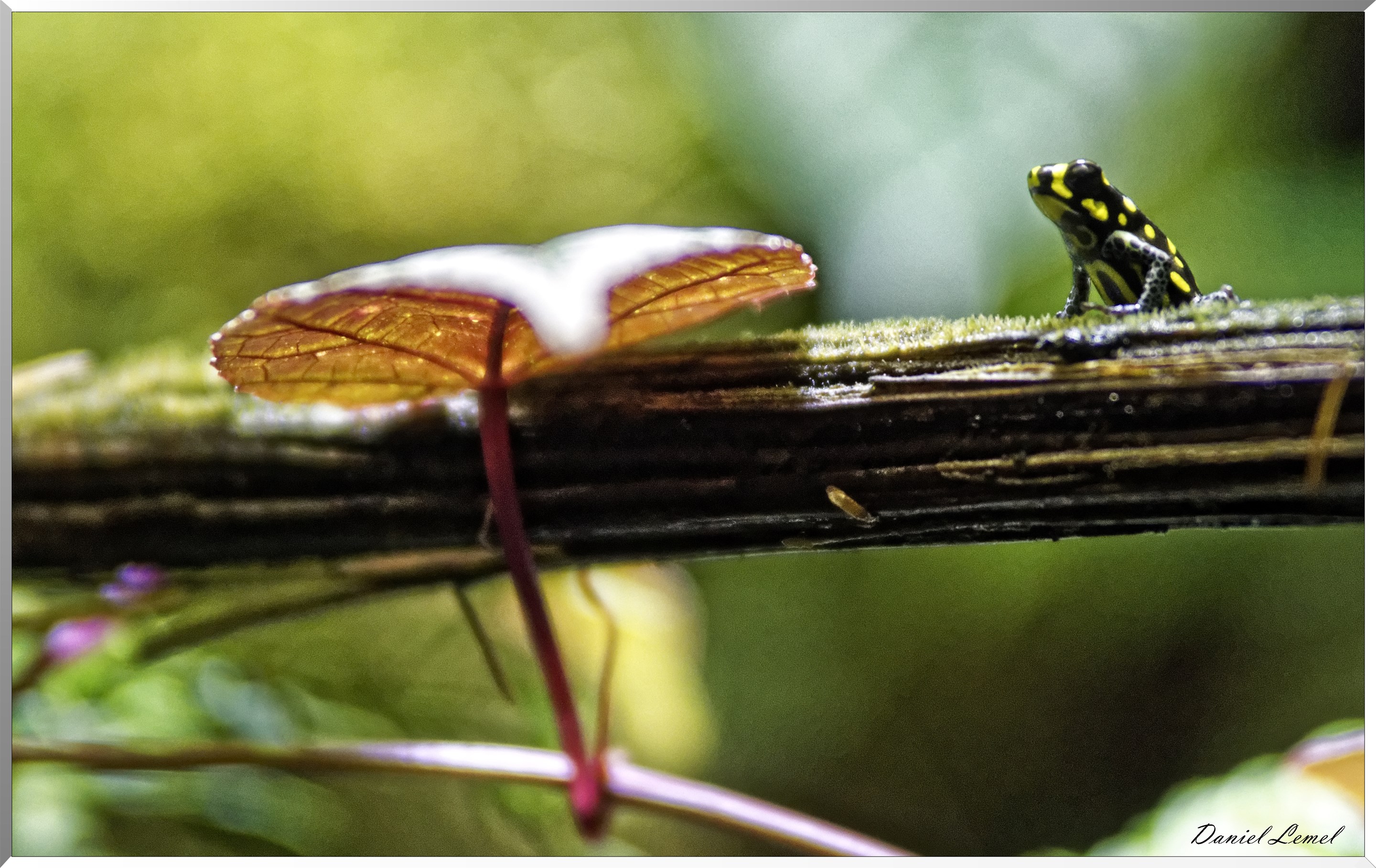 Grenouille jaguar