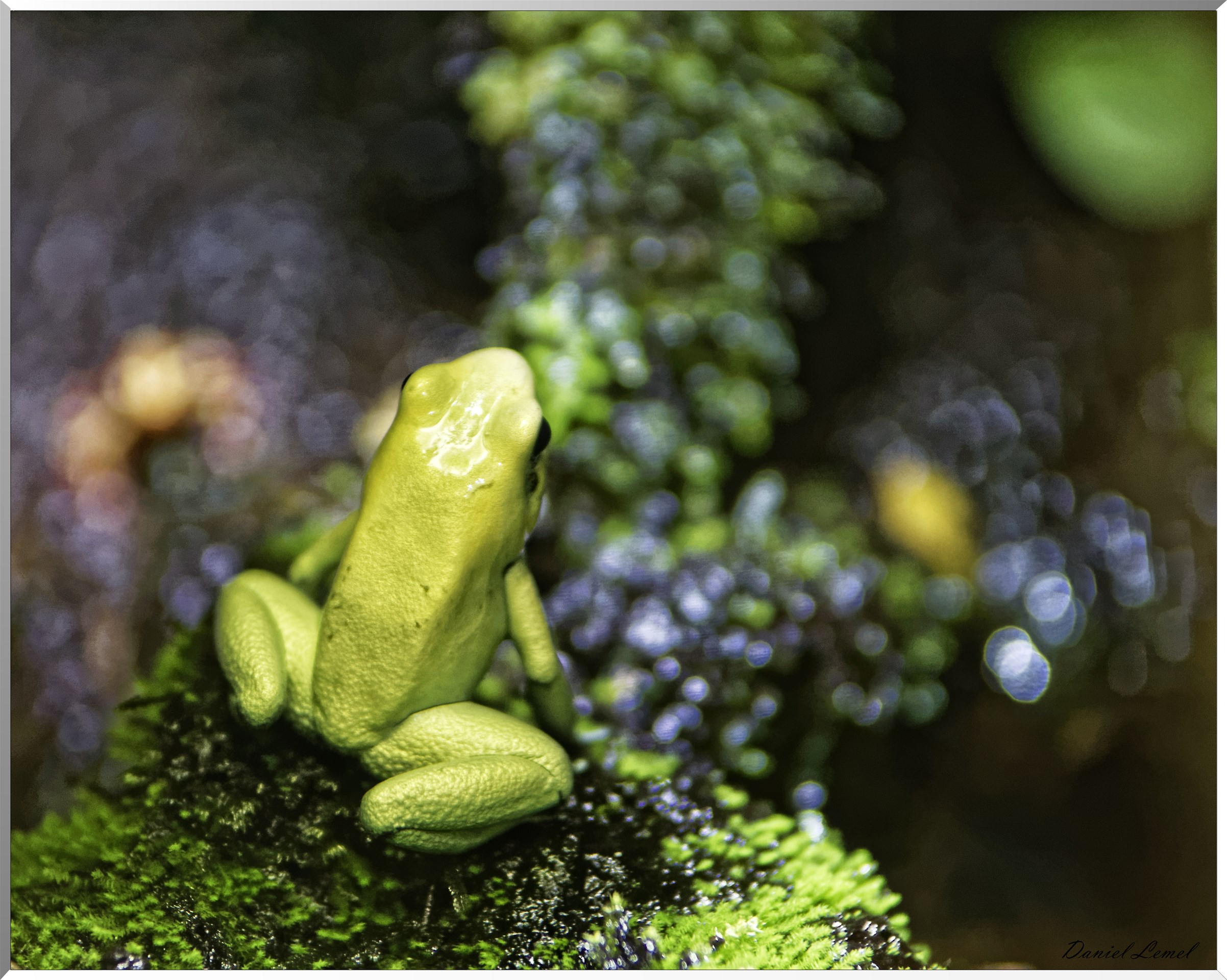 Grenouille terrible