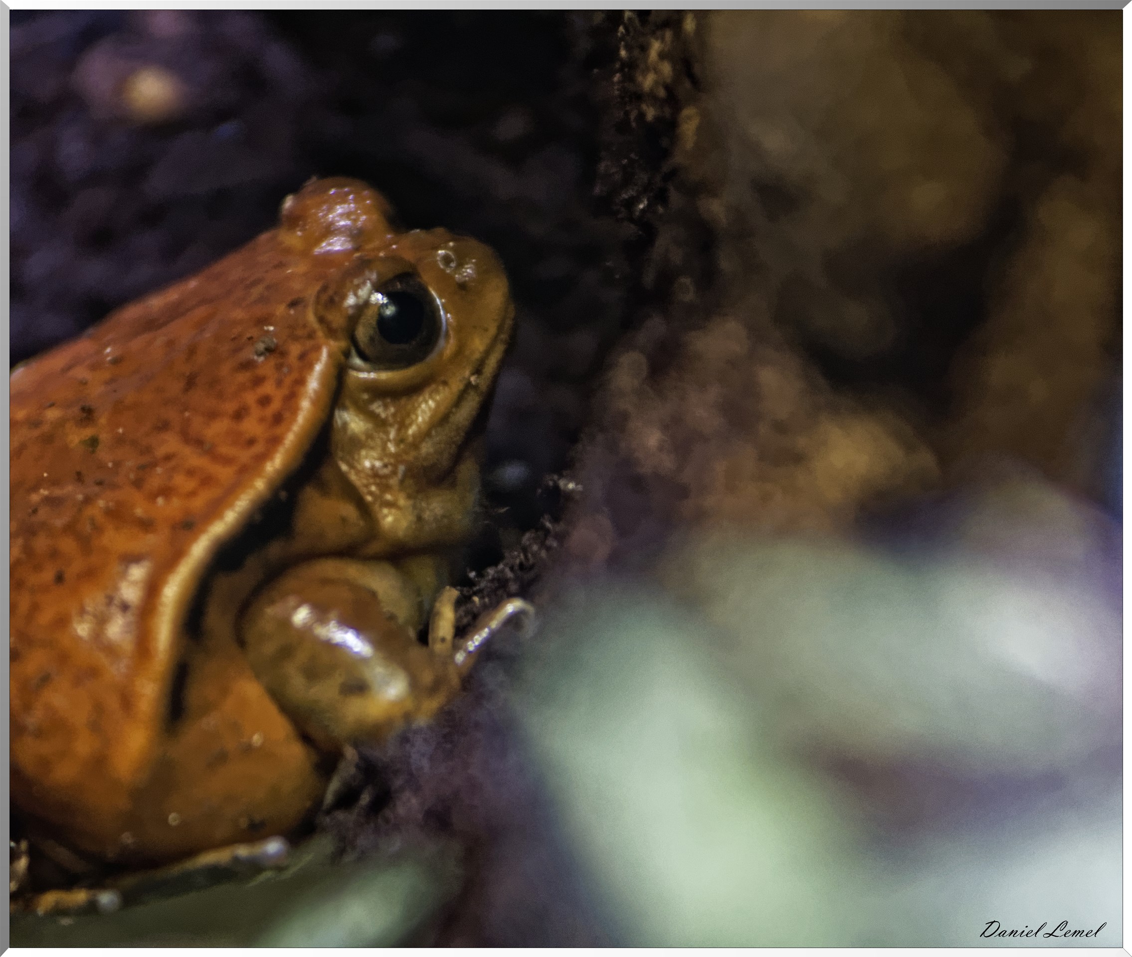 Grenouille