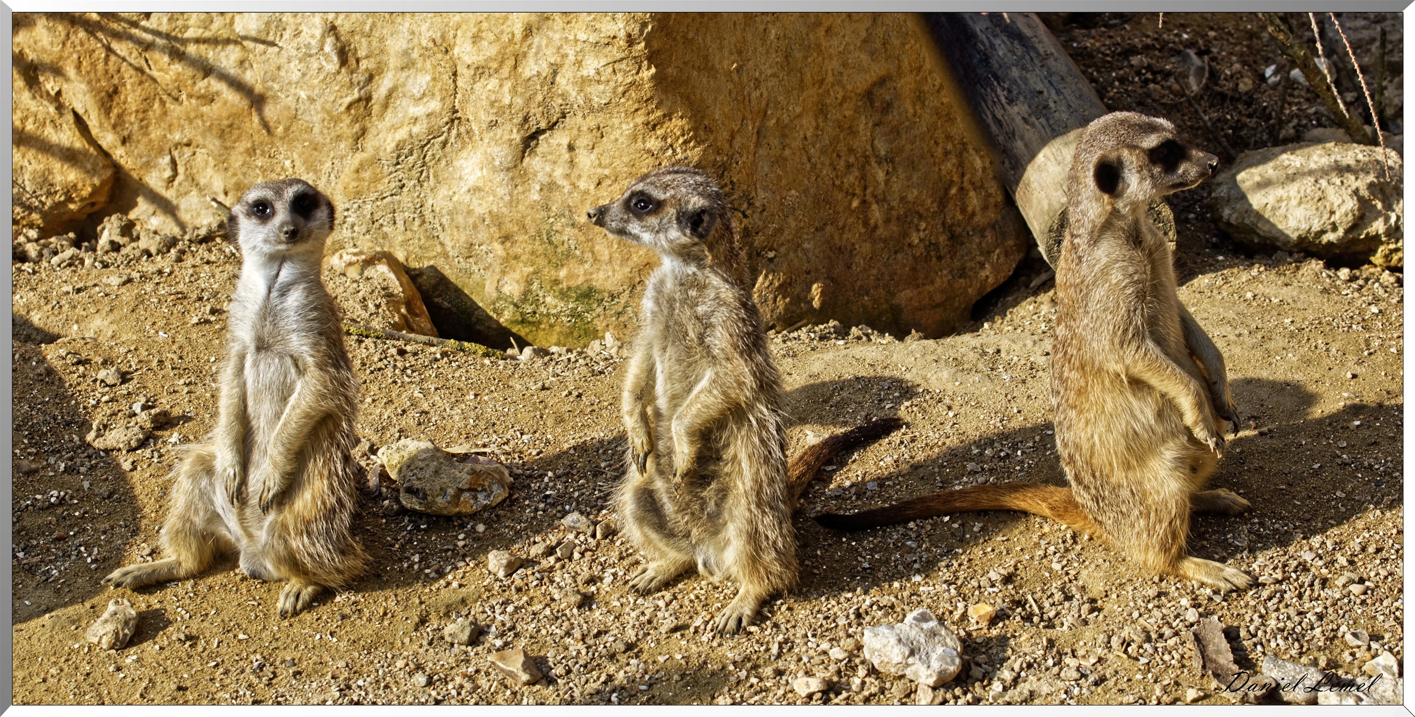 Suricates