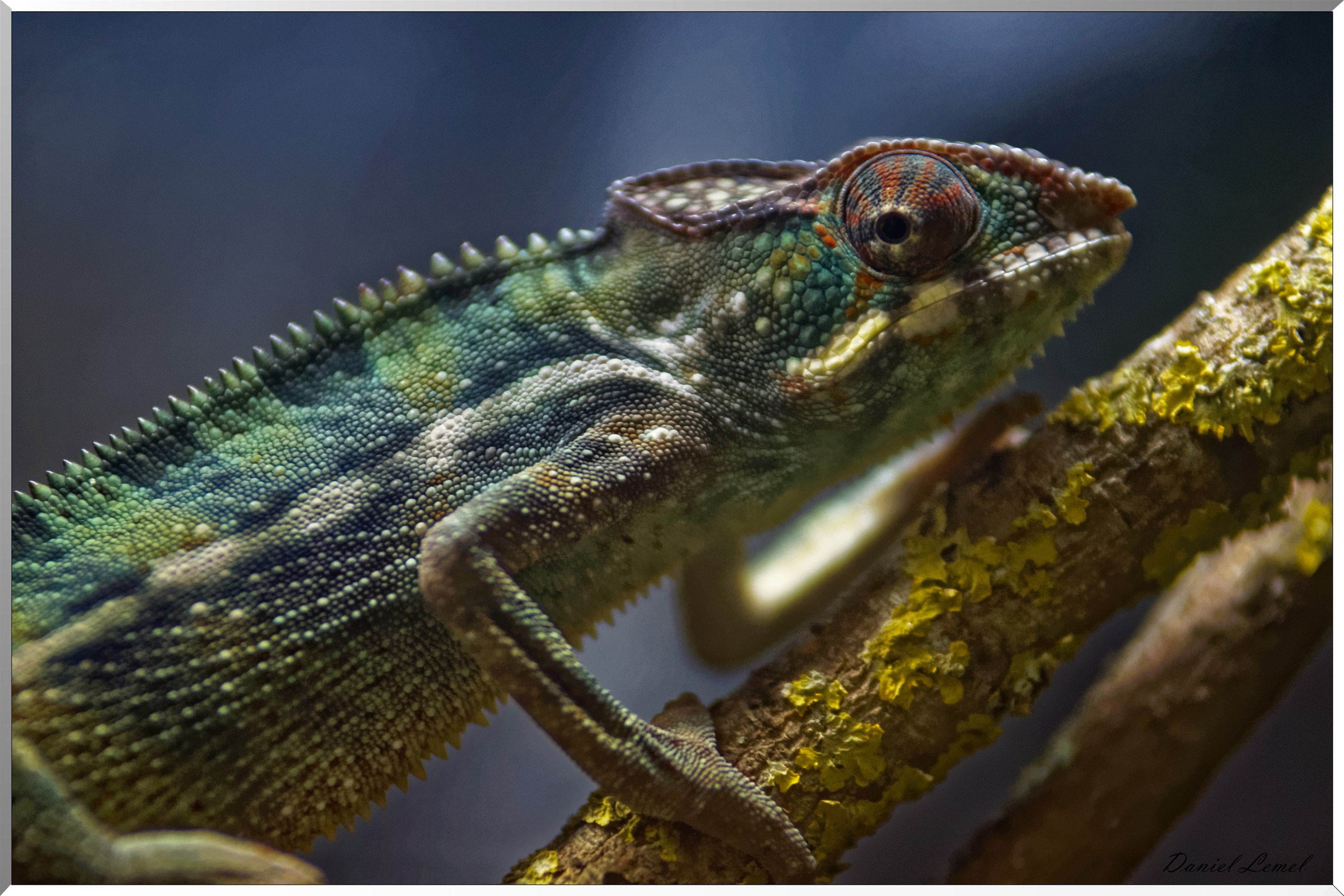 Jeune caméléon