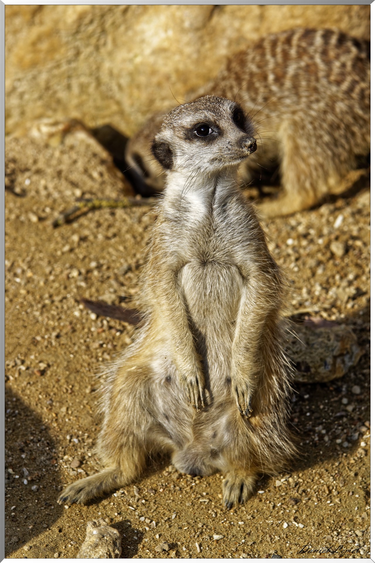 Suricates