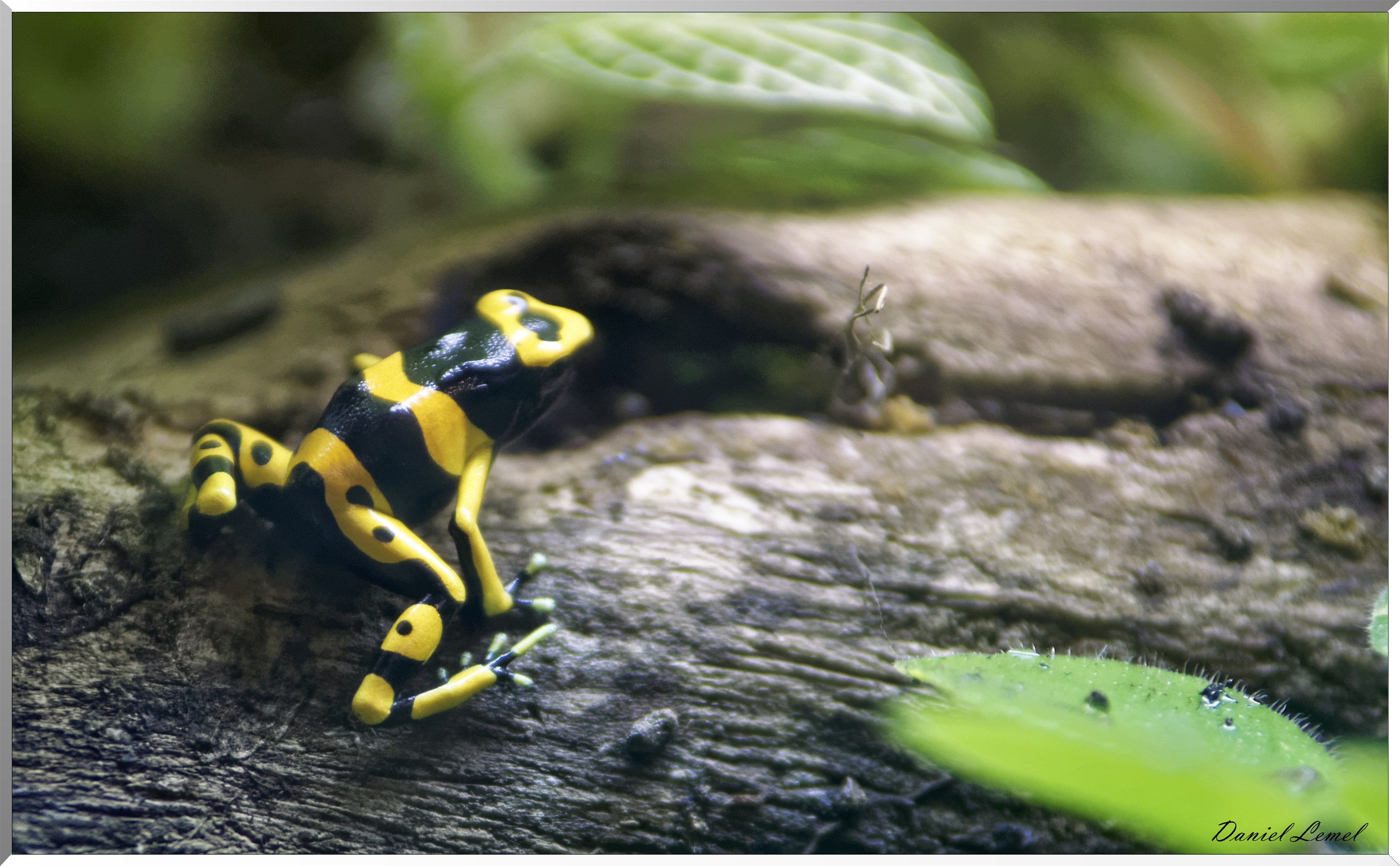 Grenouille jaguar