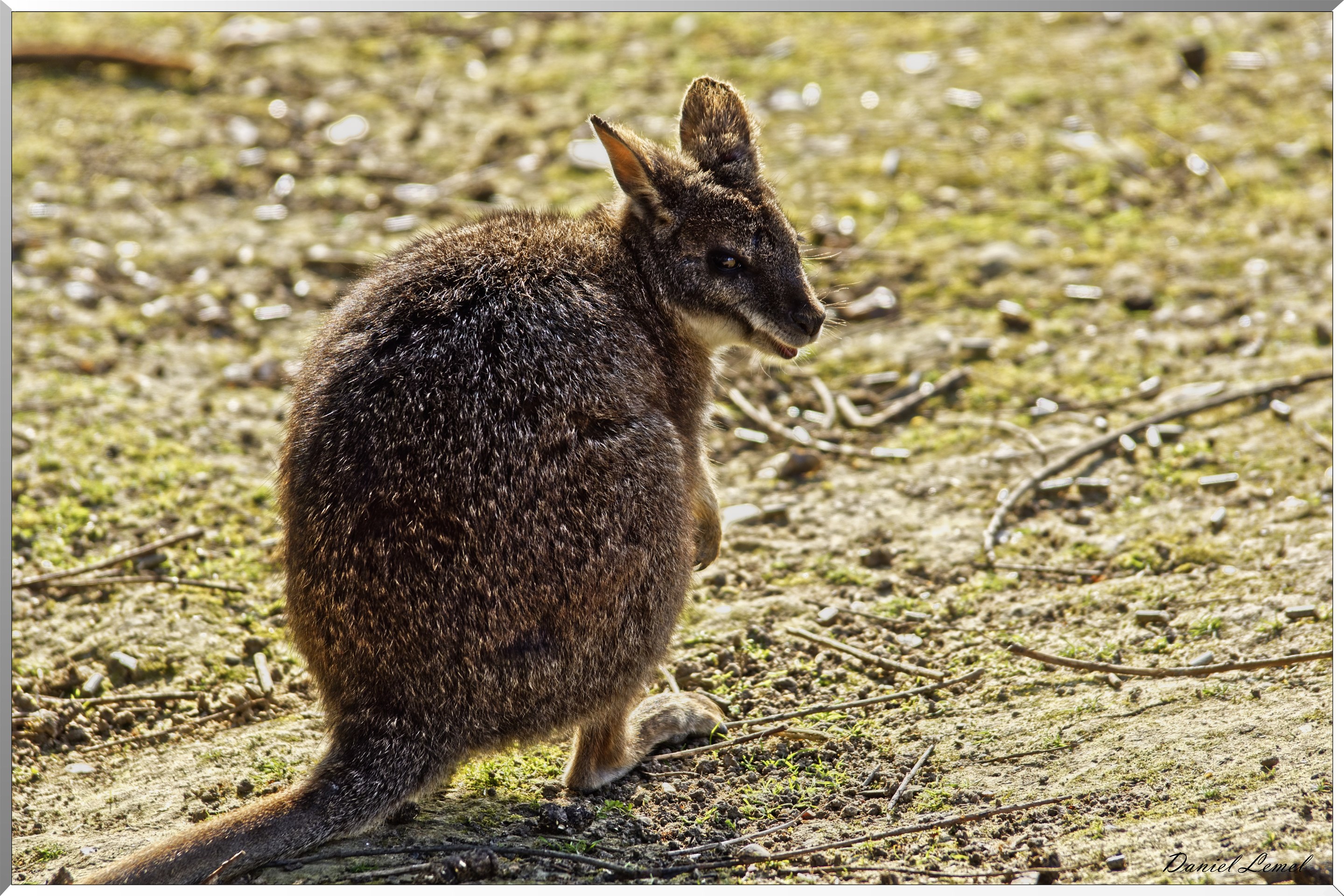 Jeune wallabies