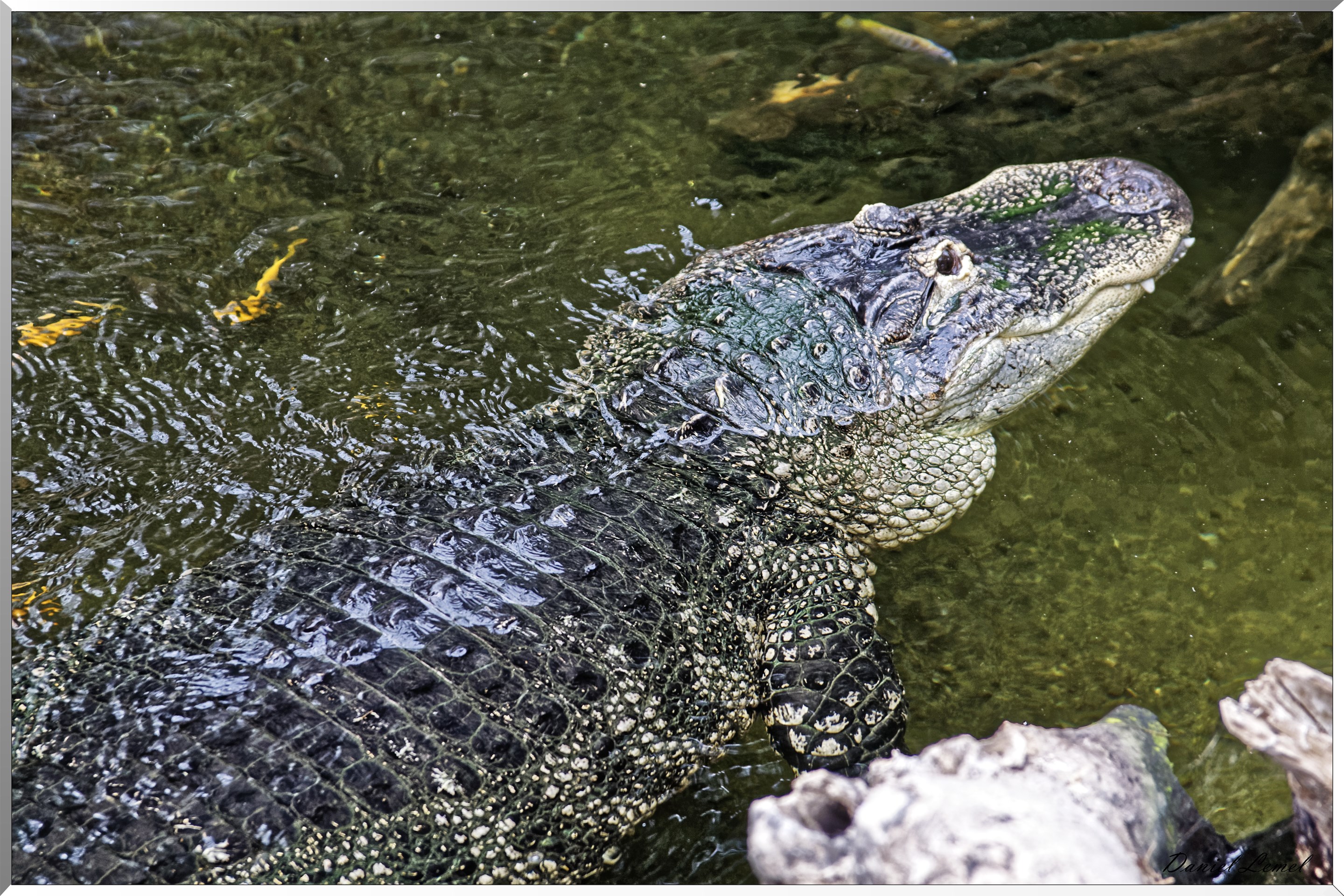 Aligator