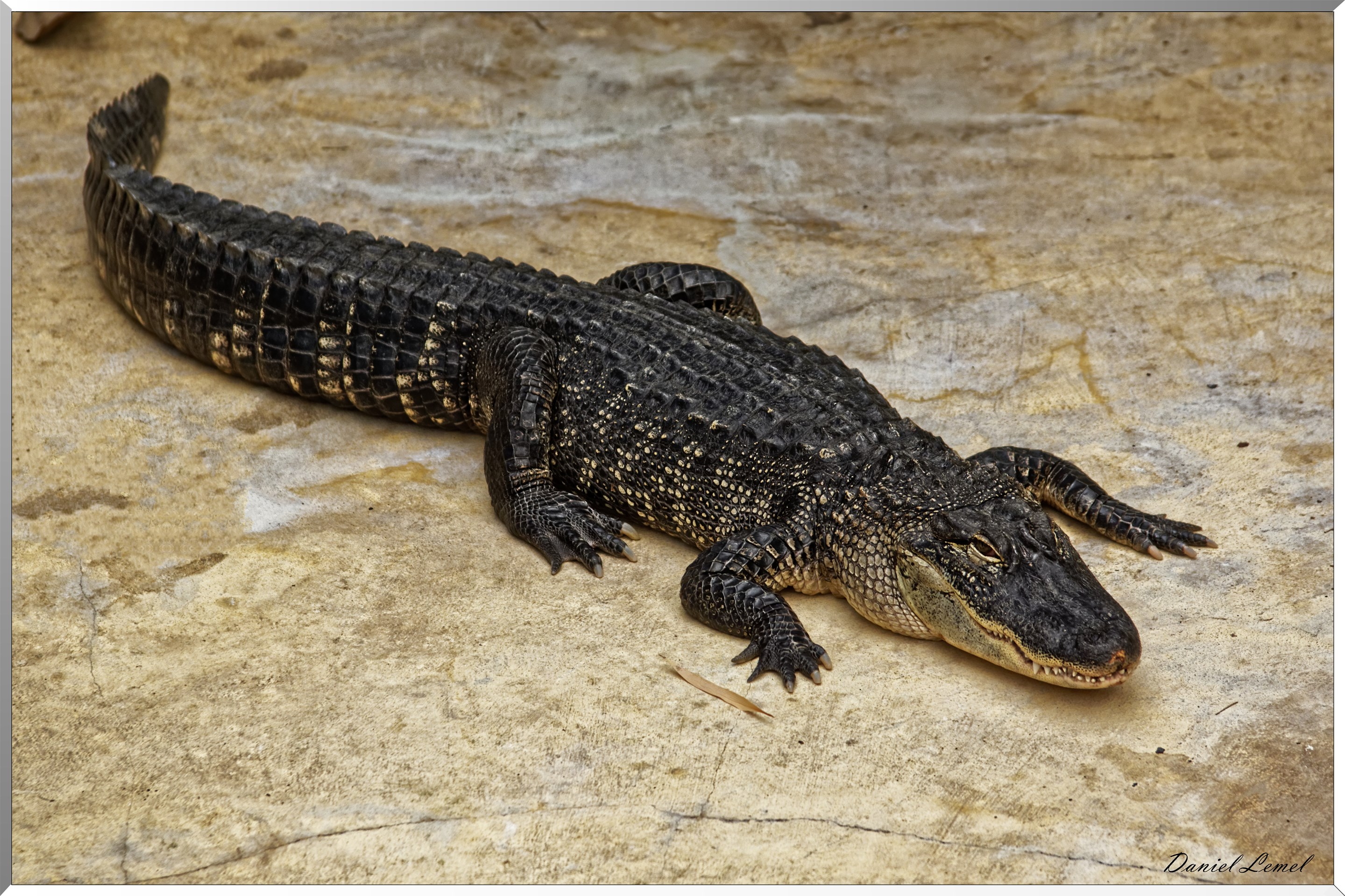 Aligator