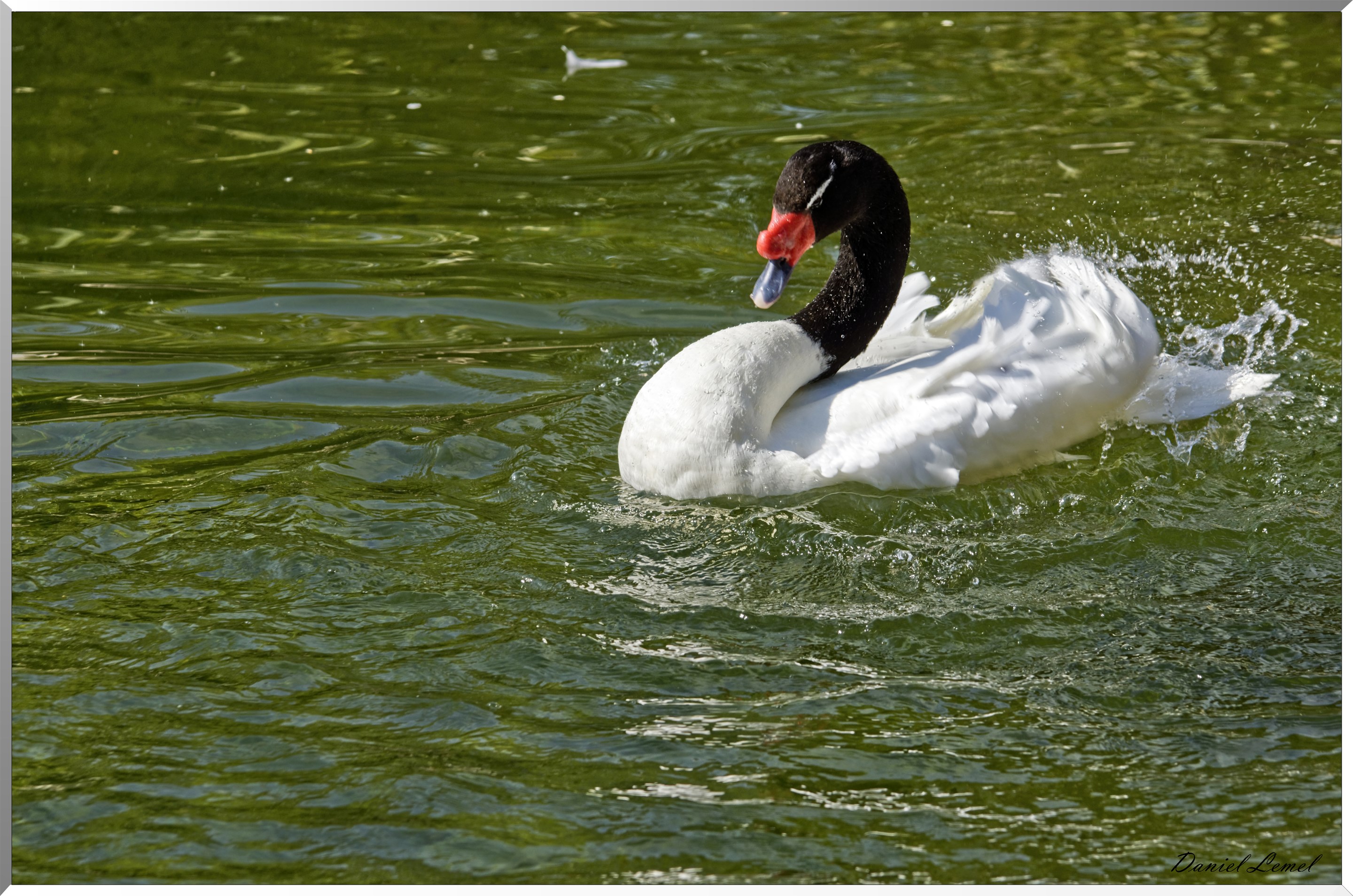 Cygne à tête noire