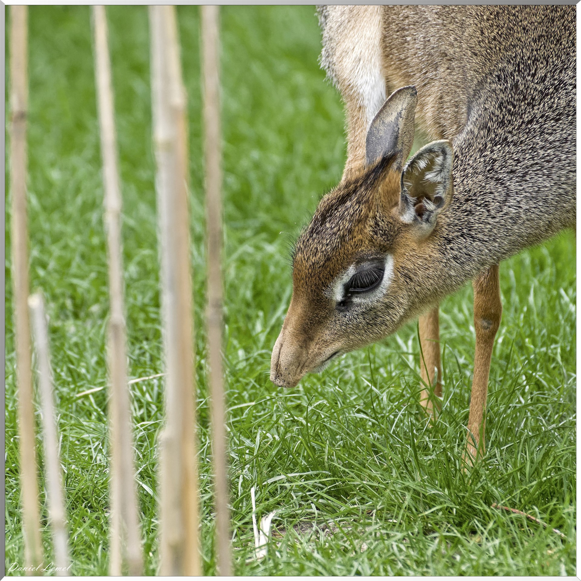 Dik dik de Kirk