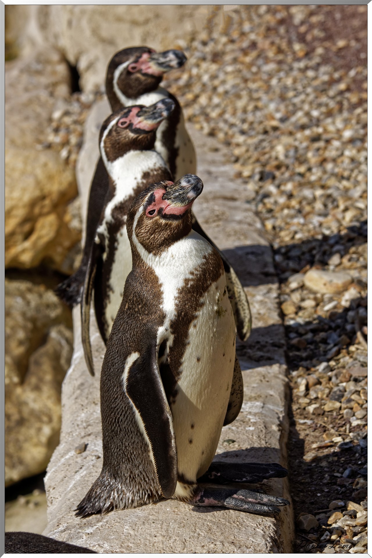 Manchots de Humboldt