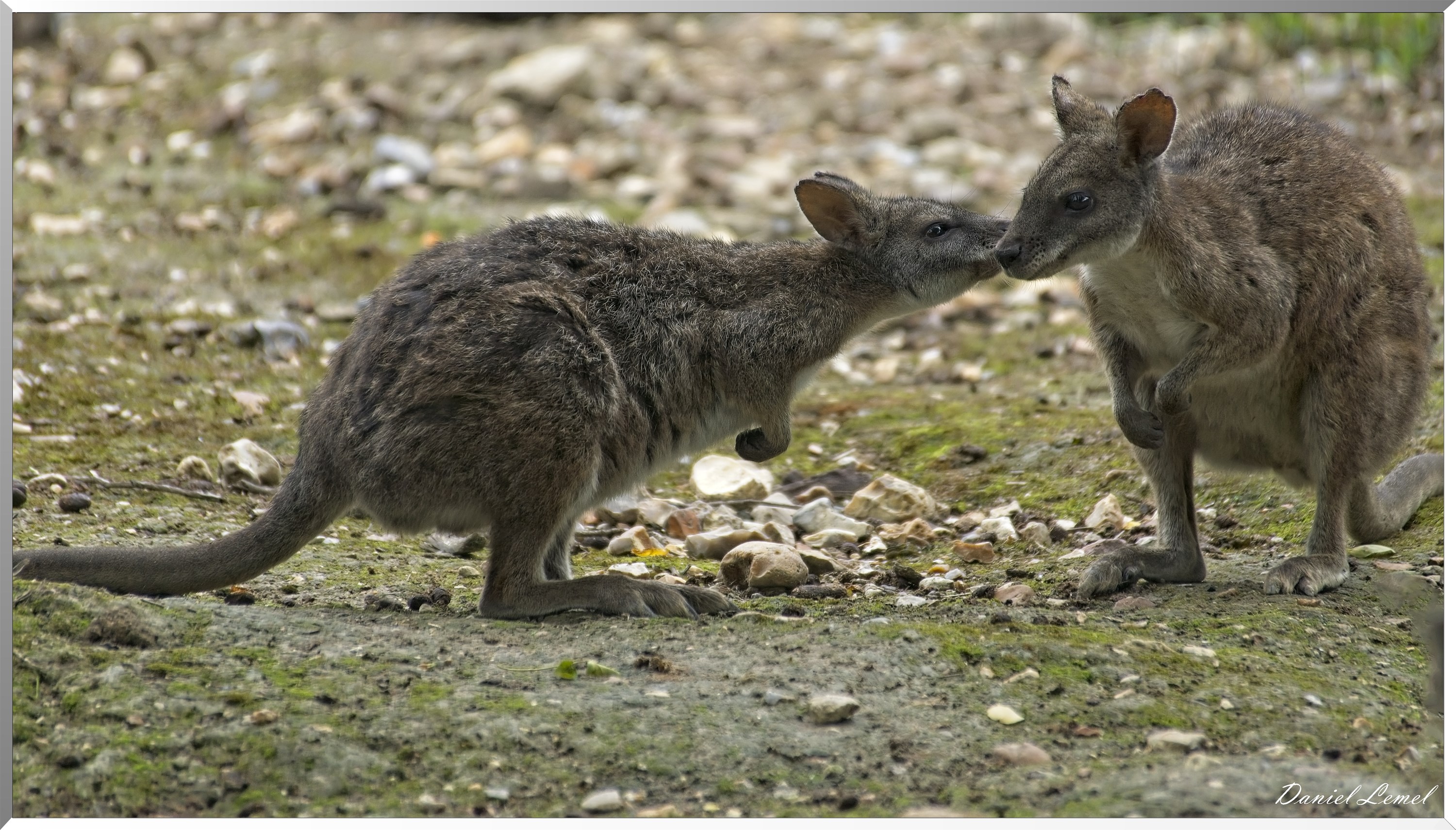 Wallaby de Parma