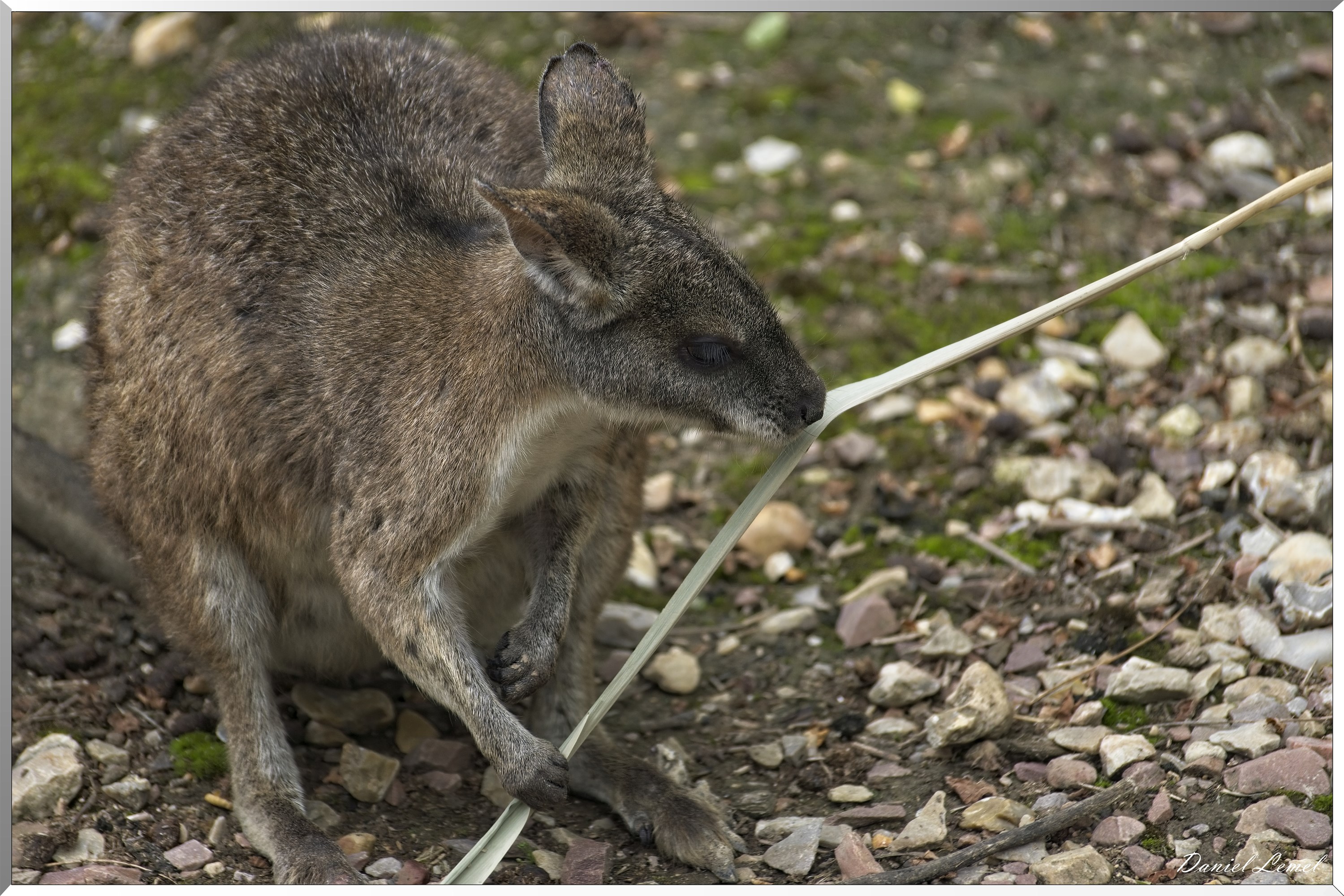 Wallaby de Parma