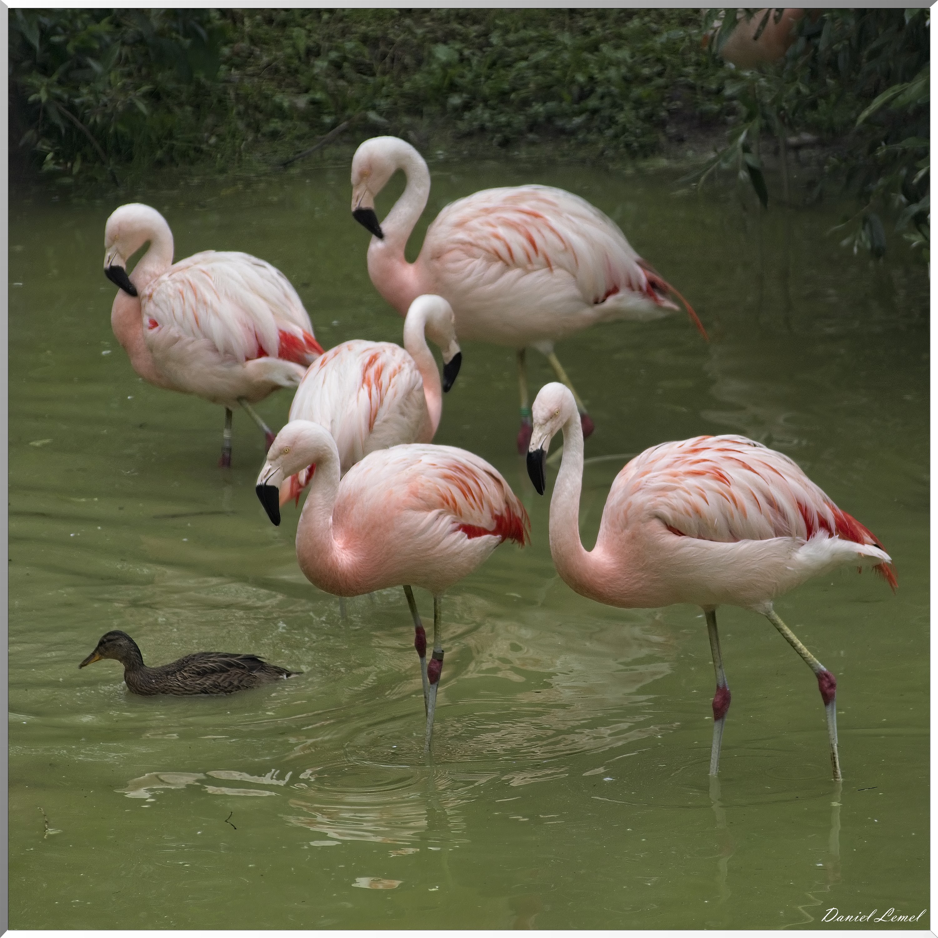 Flamant rose du Chili