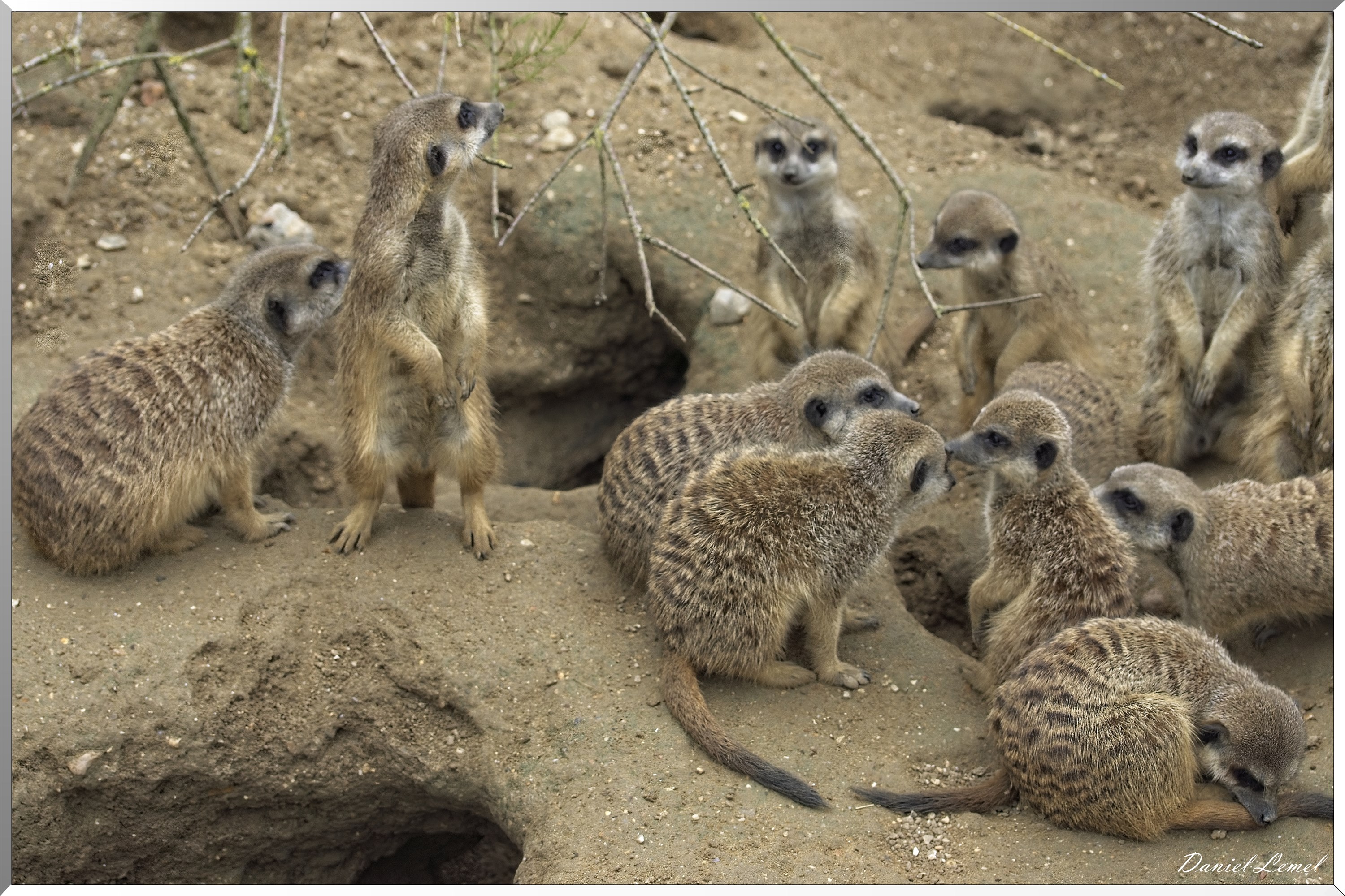 Suricates