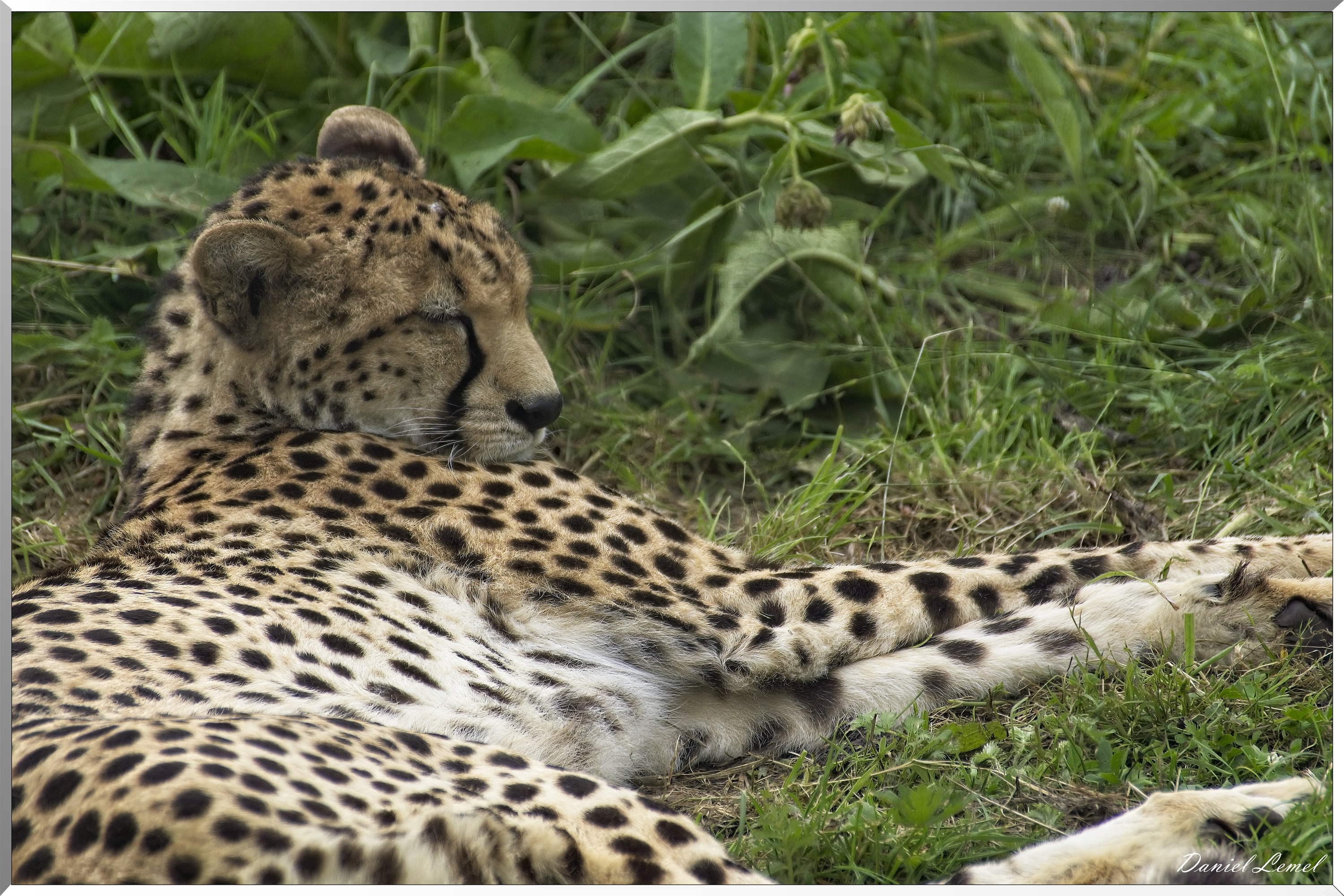 Guépard du Soudan