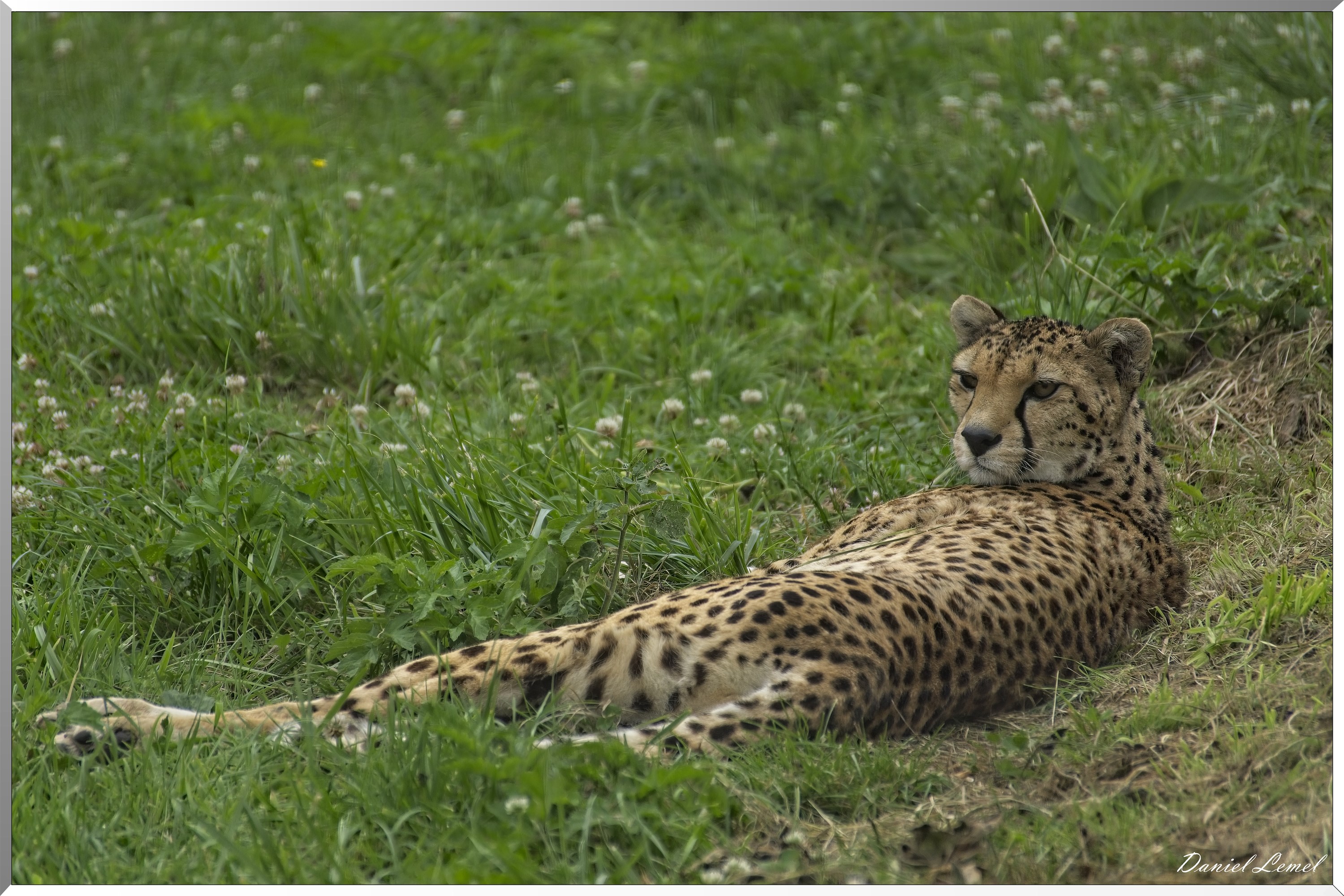 Guépard du Soudan