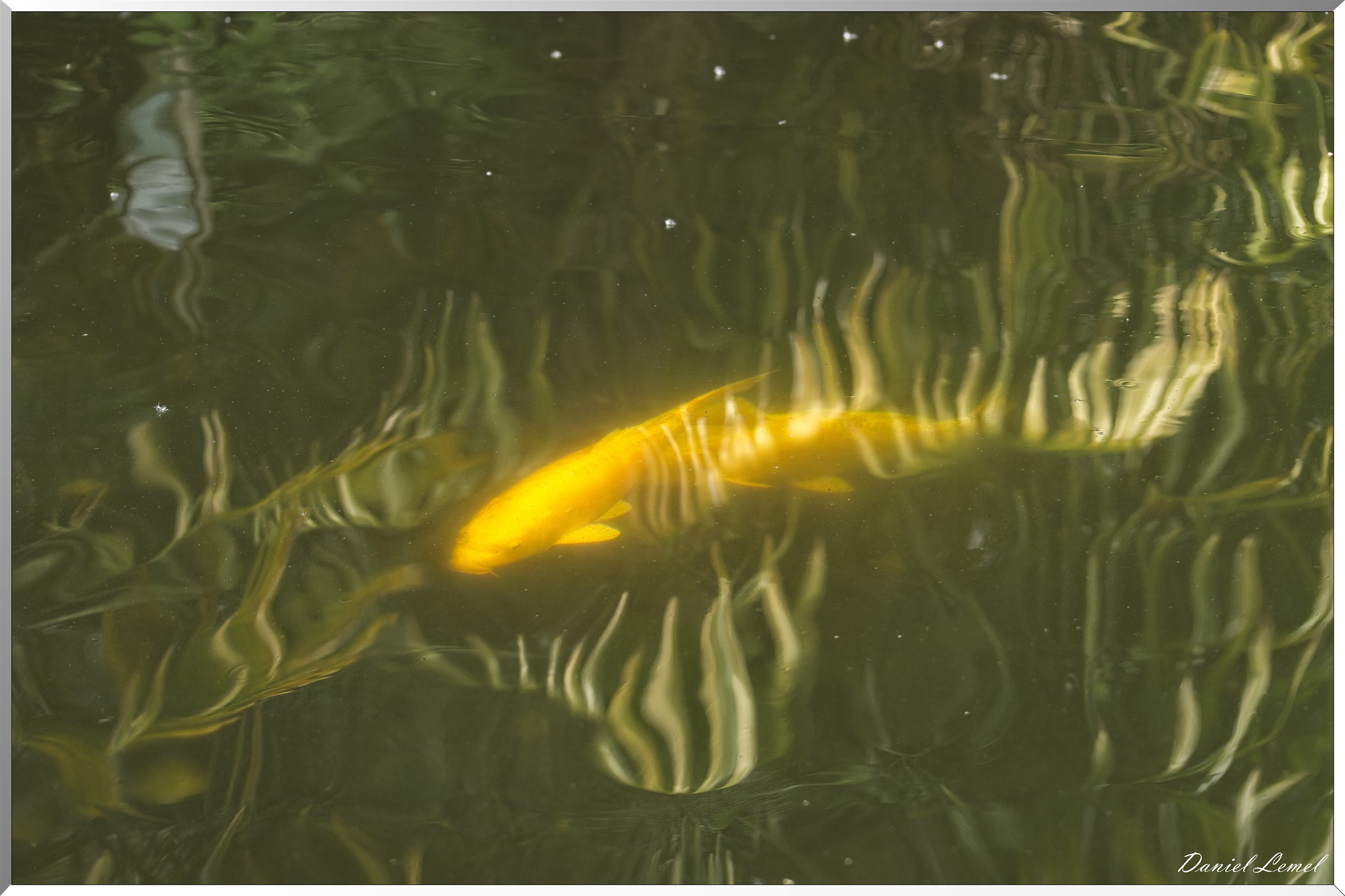 Carpes koï