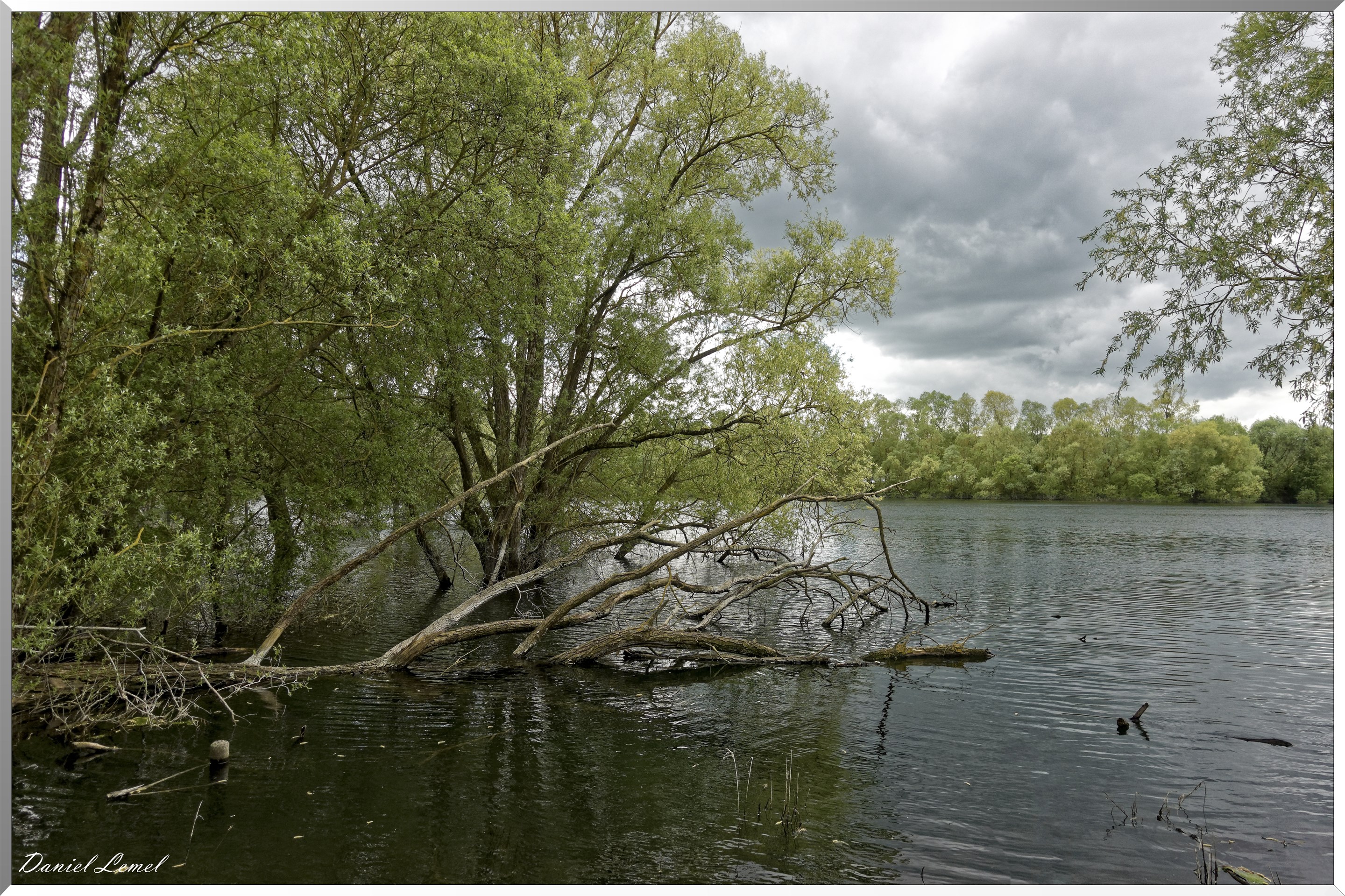 Etang aux pélicans