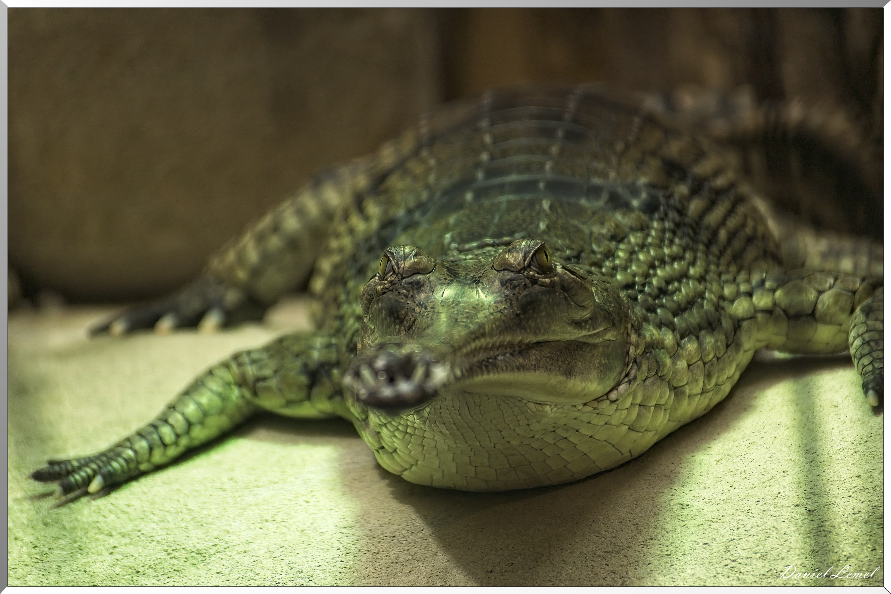 Crocodile Faux Gavial