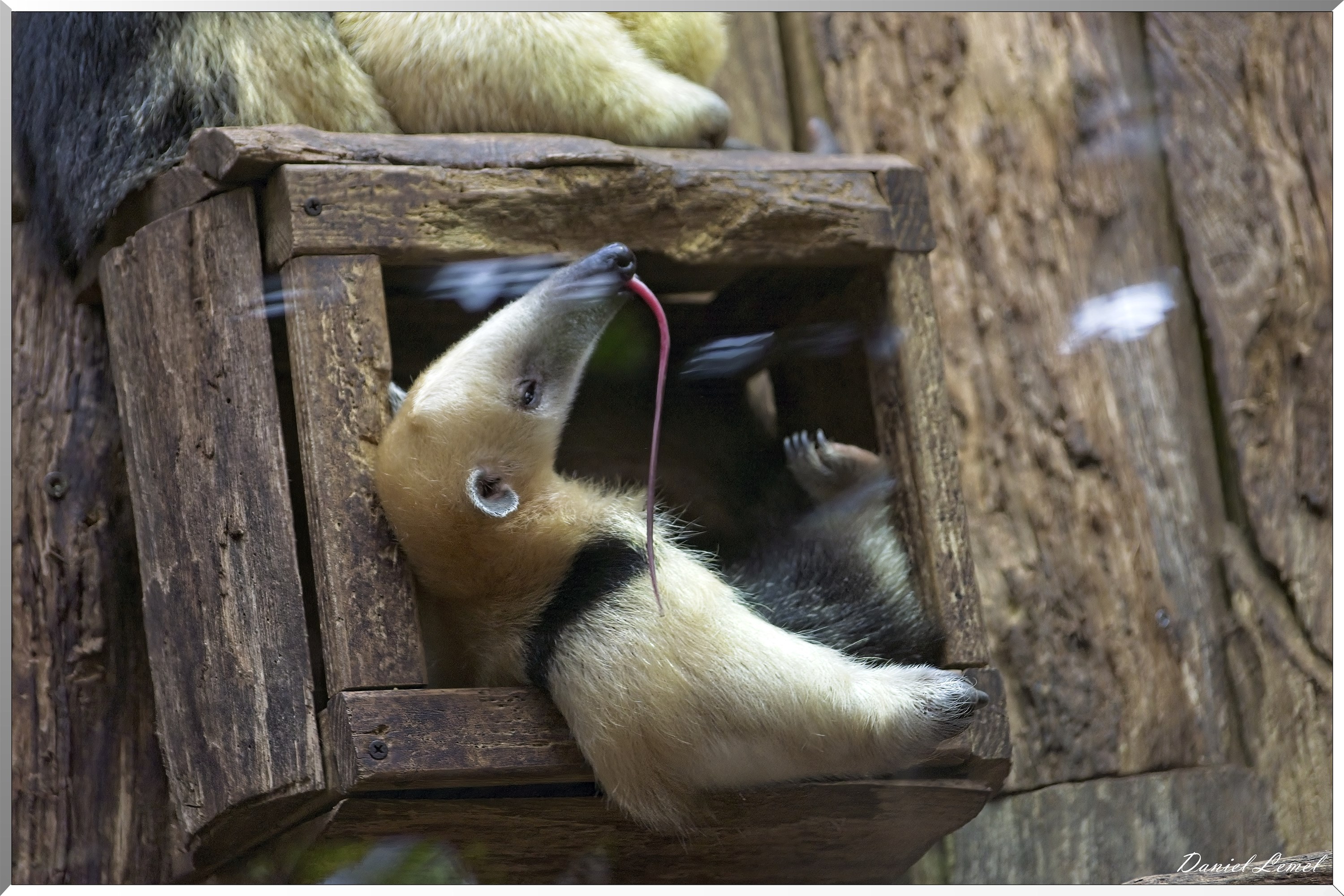 Petit fourmilier du sud ou Tamandua