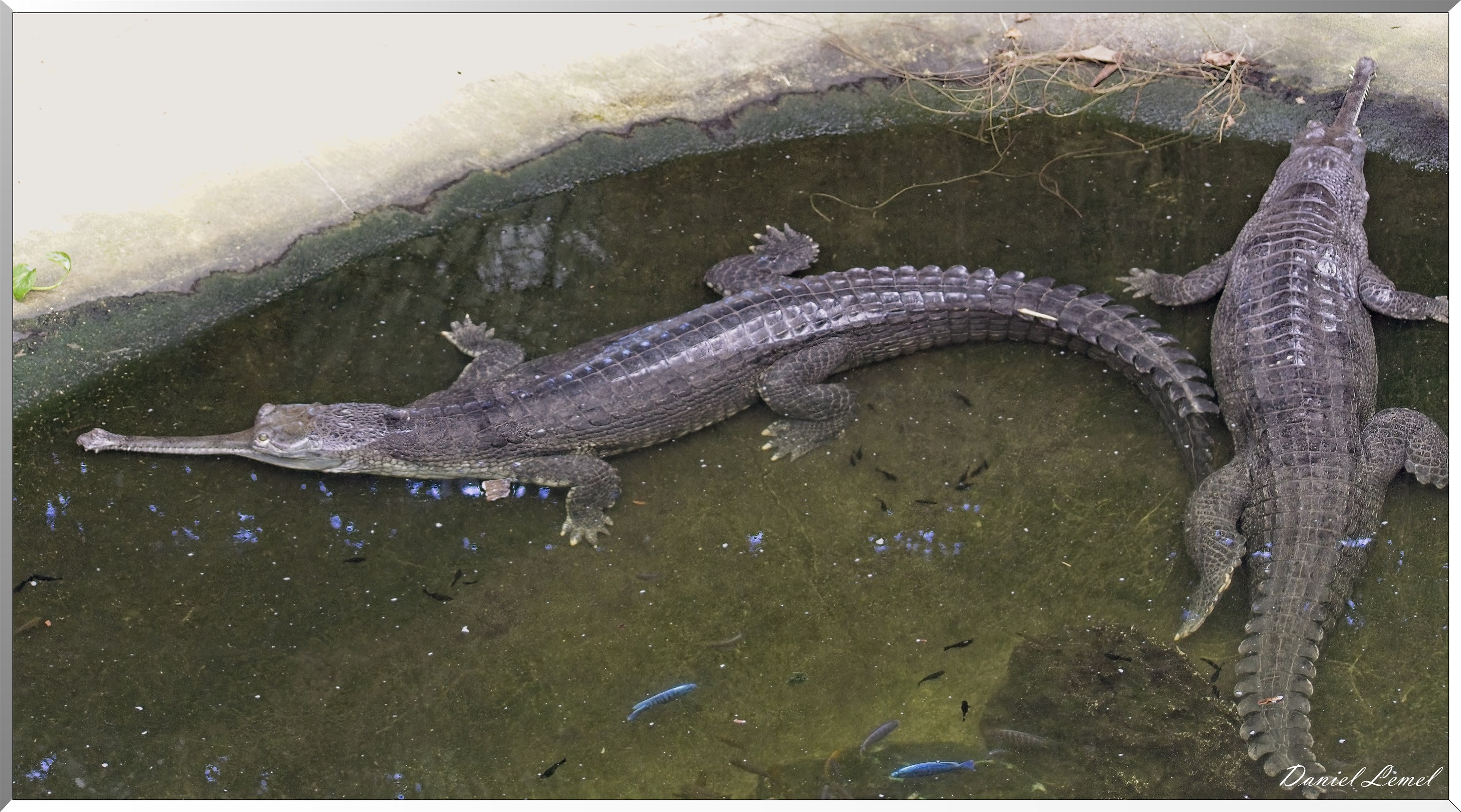 Gavial du Gange