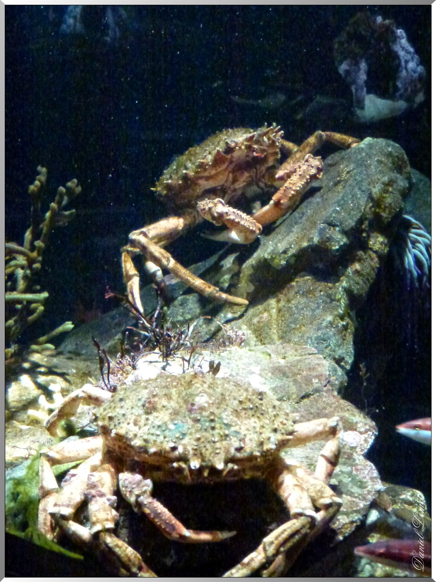 Cite de la mer crabes