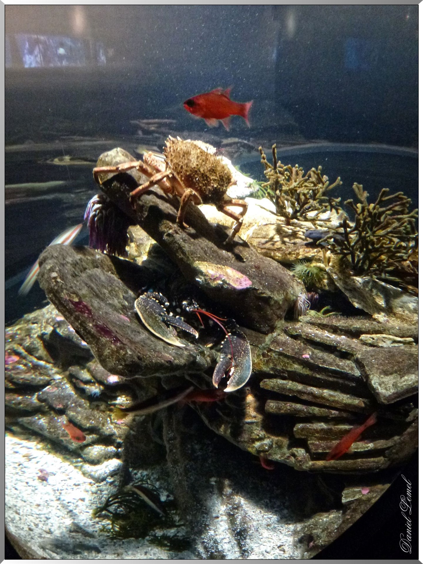 Cite de la mer homard crabe