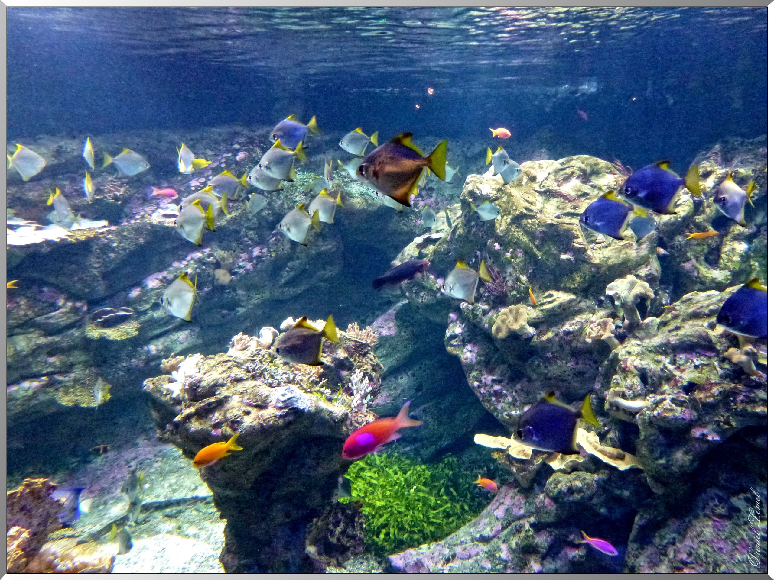Cite de la mer poissons 1