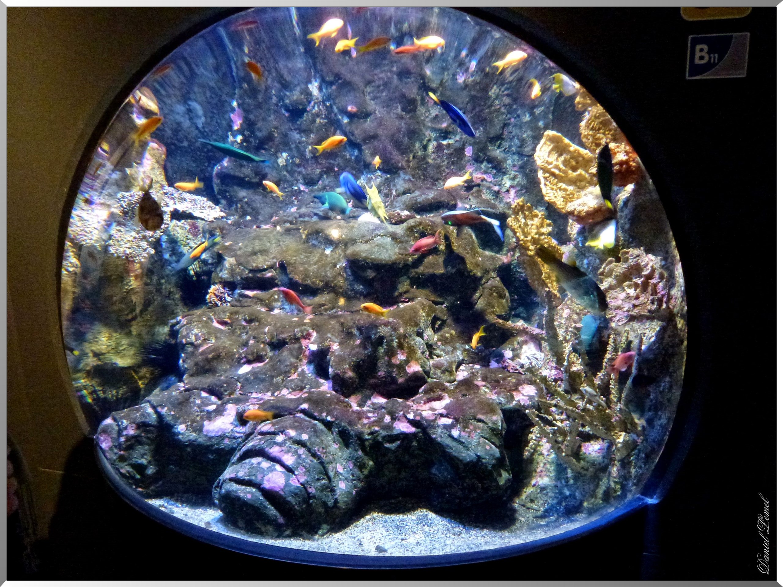 Cite de la mer poissons