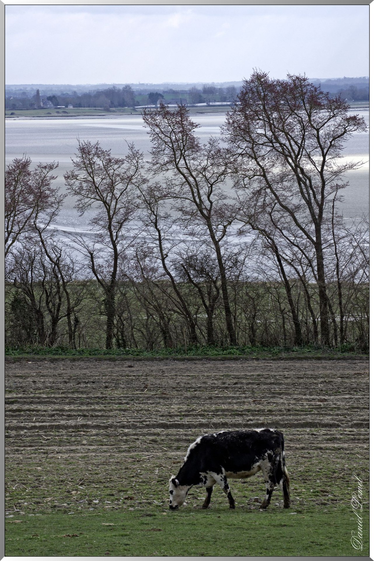 Vache