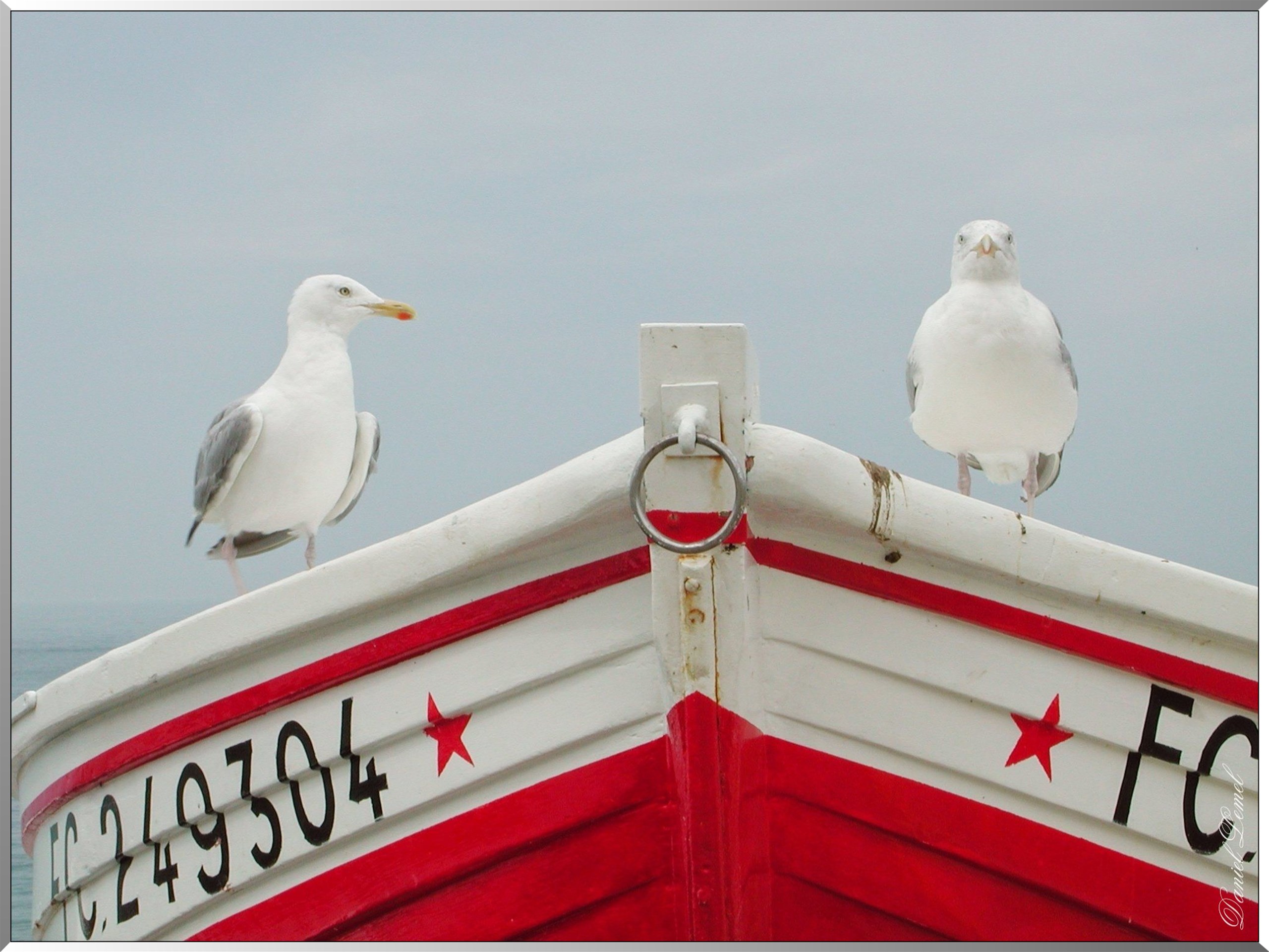Goeland 1