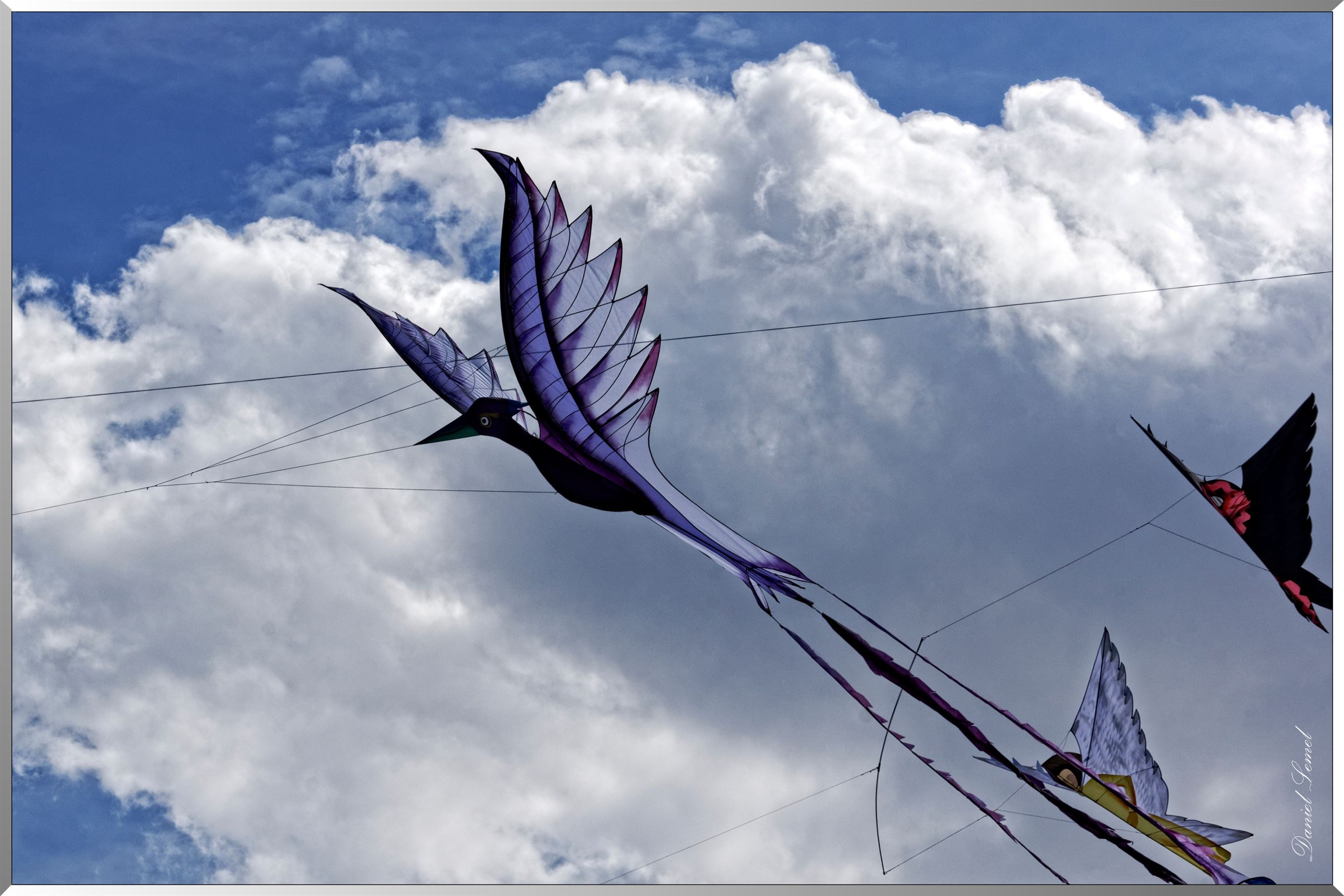 cerf volant
