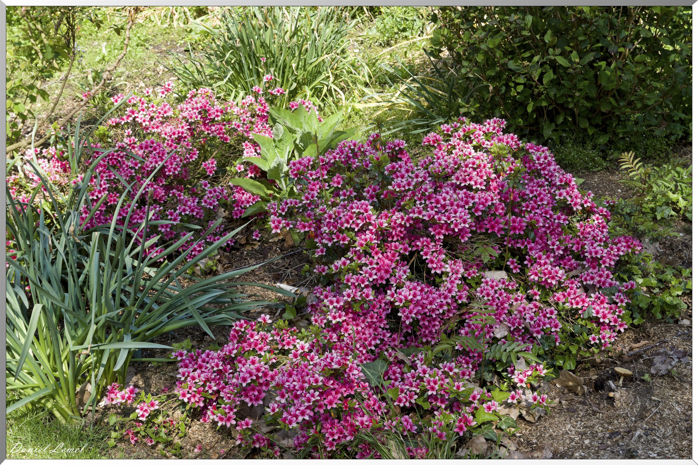 Offranville - Le parc floral William Farcy