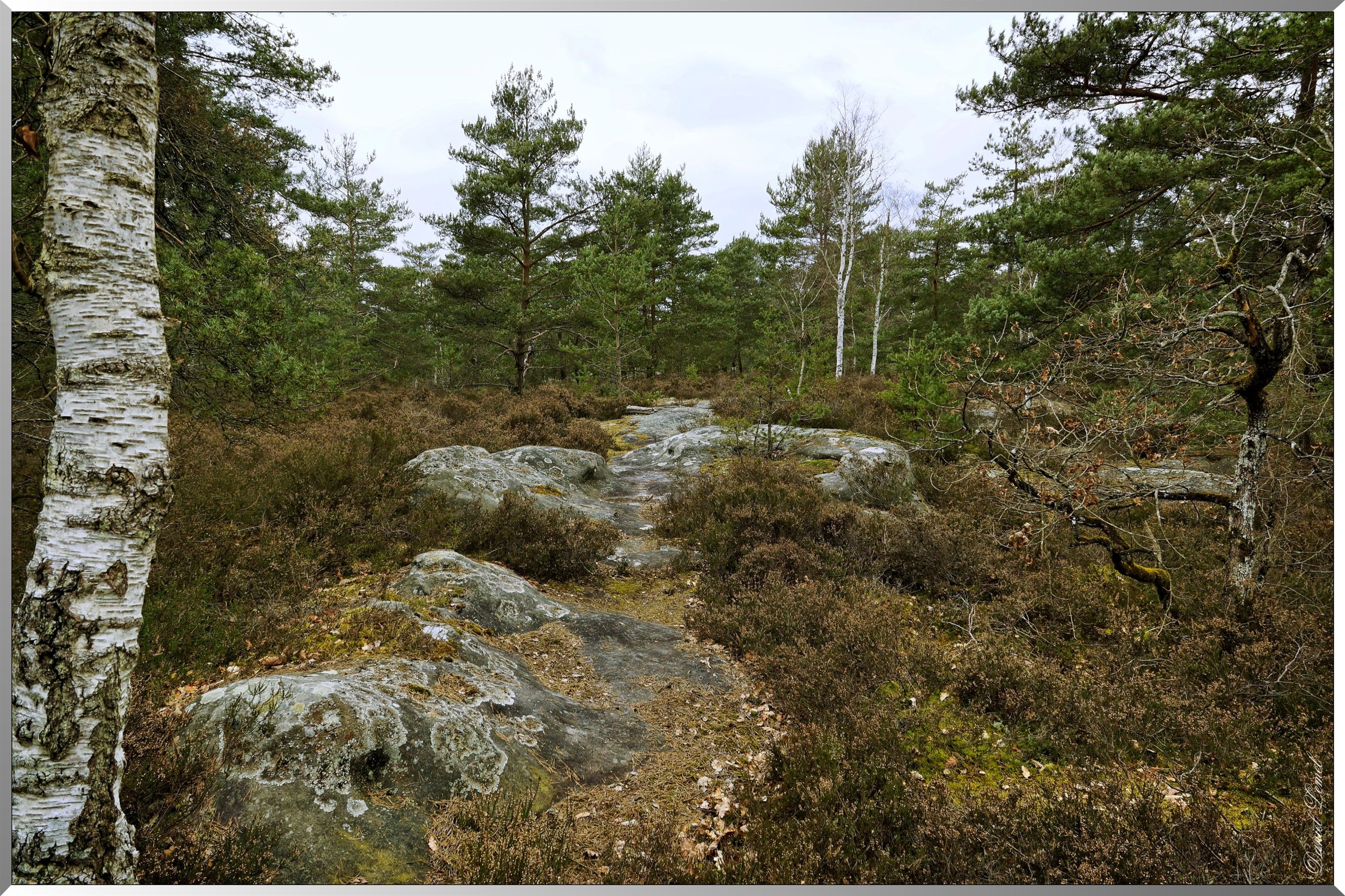 Forêt de Fontainebleau