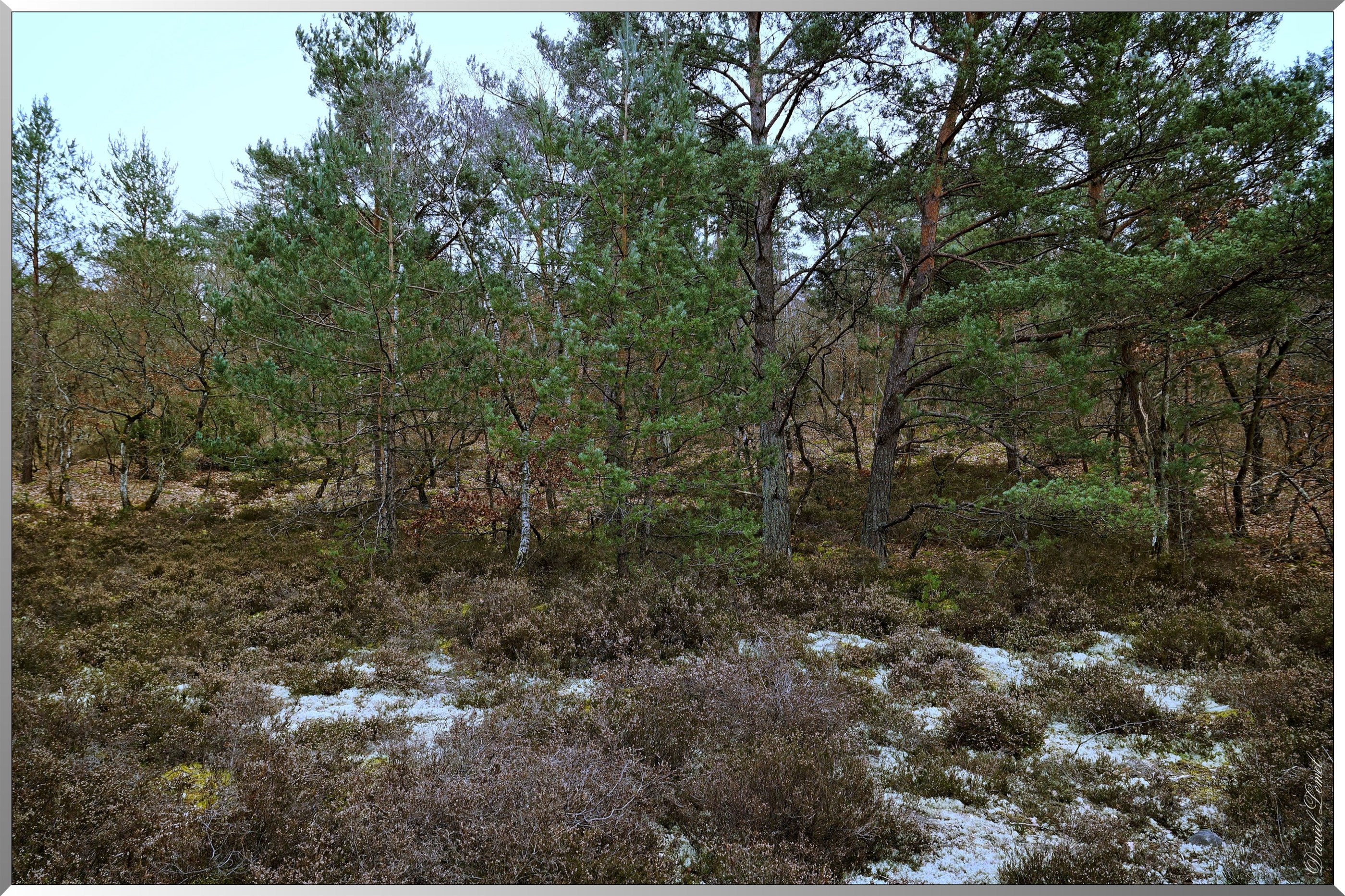 Forêt de Fontainebleau