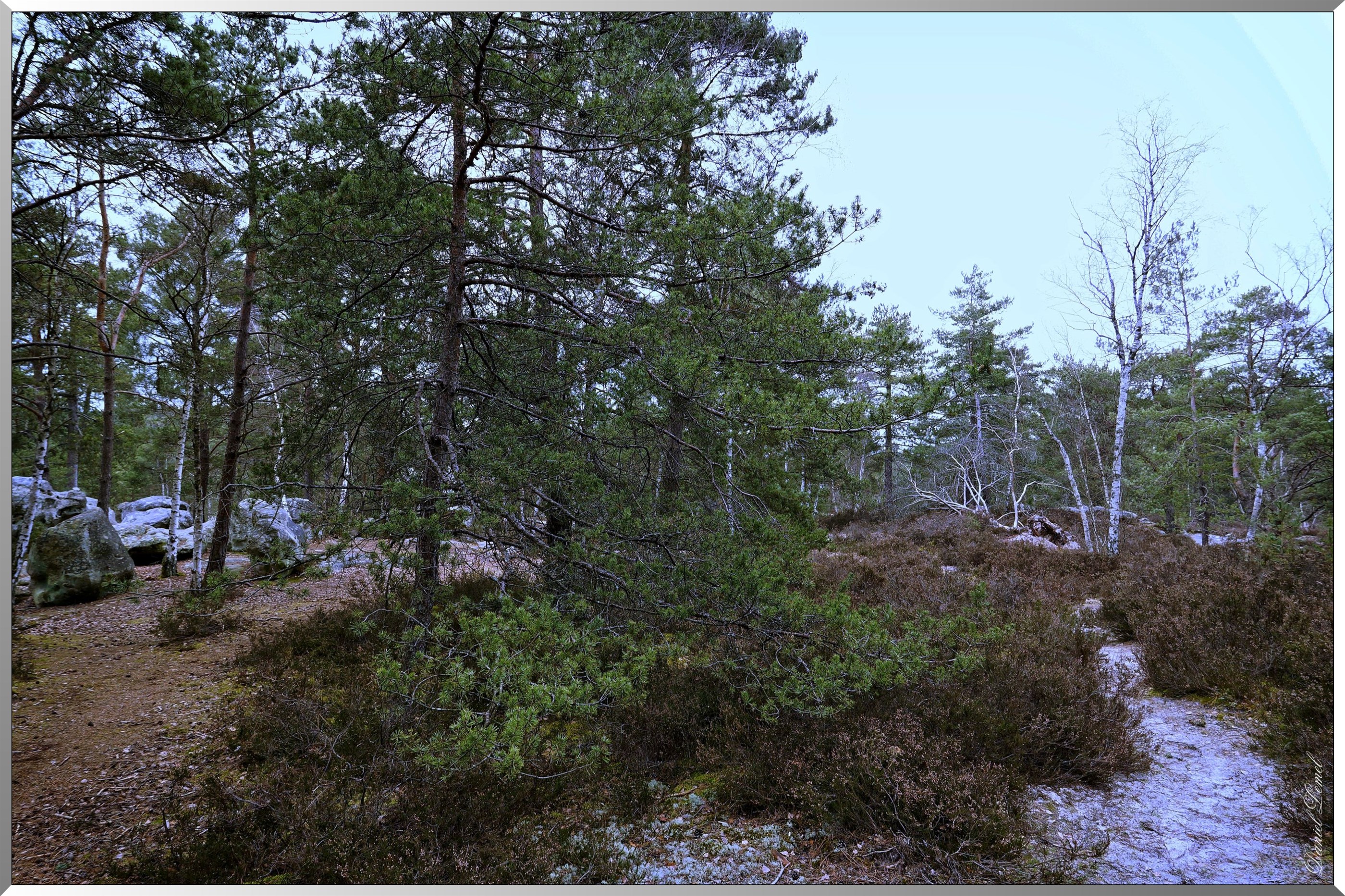 Forêt de Fontainebleau